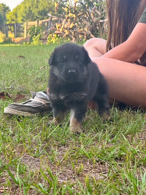 German Shepherd Puppies image 6