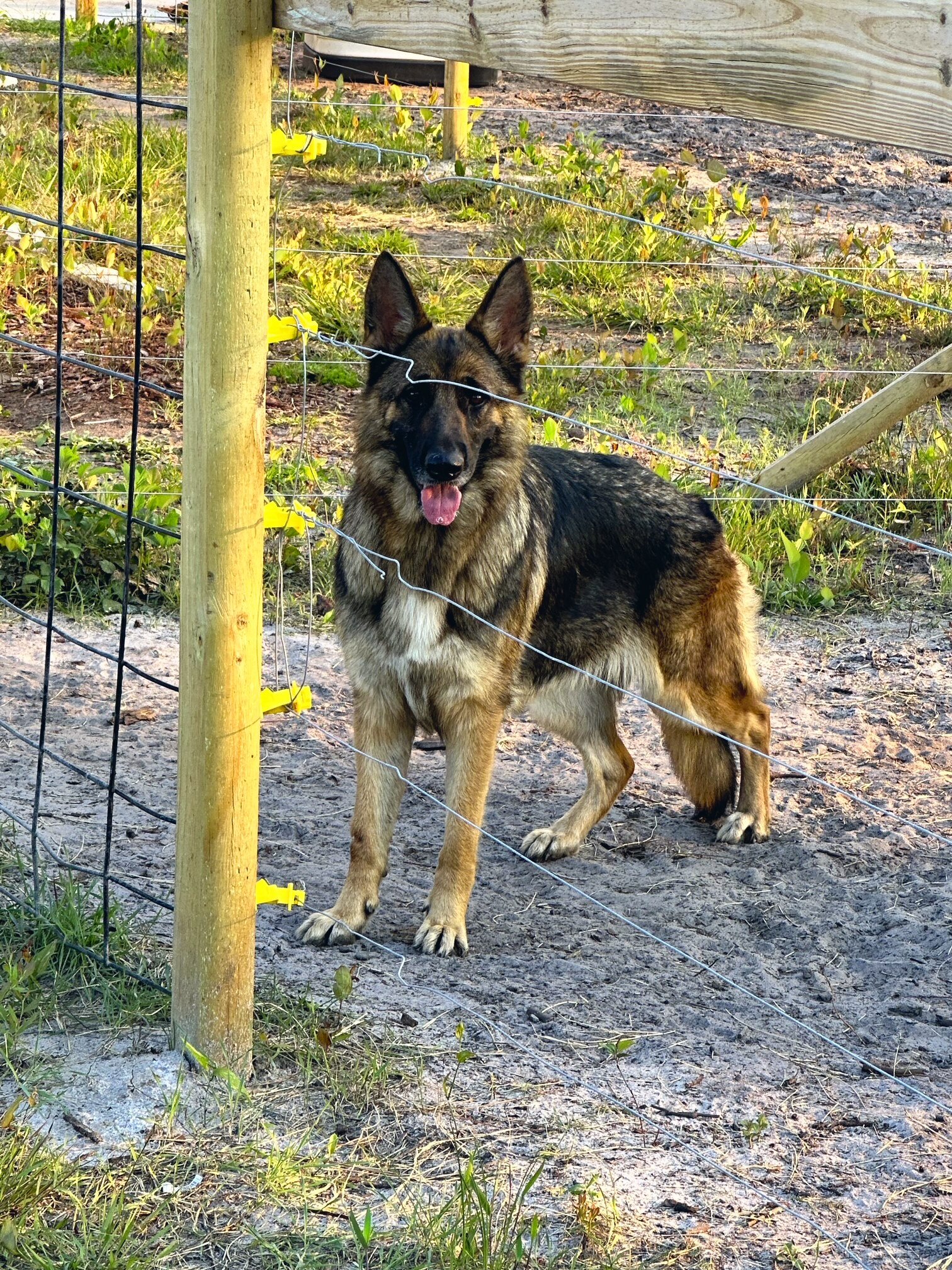 German Shepherd Puppies image 8