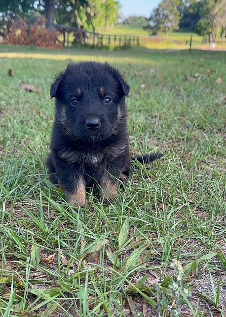 German Shepherd Puppies image 1