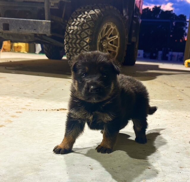 German Shepherd Puppies image 5
