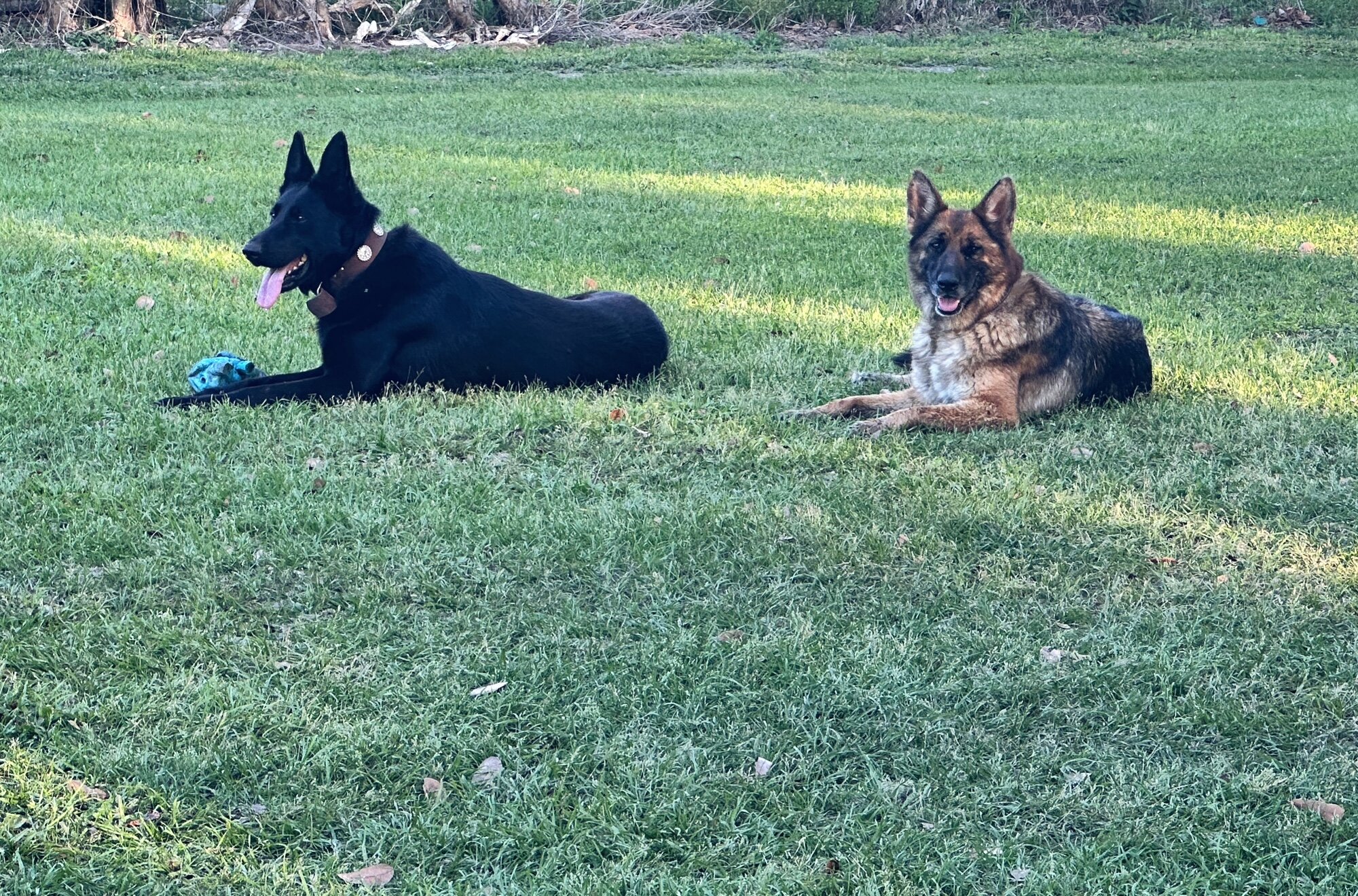 German Shepherd Puppies image 10