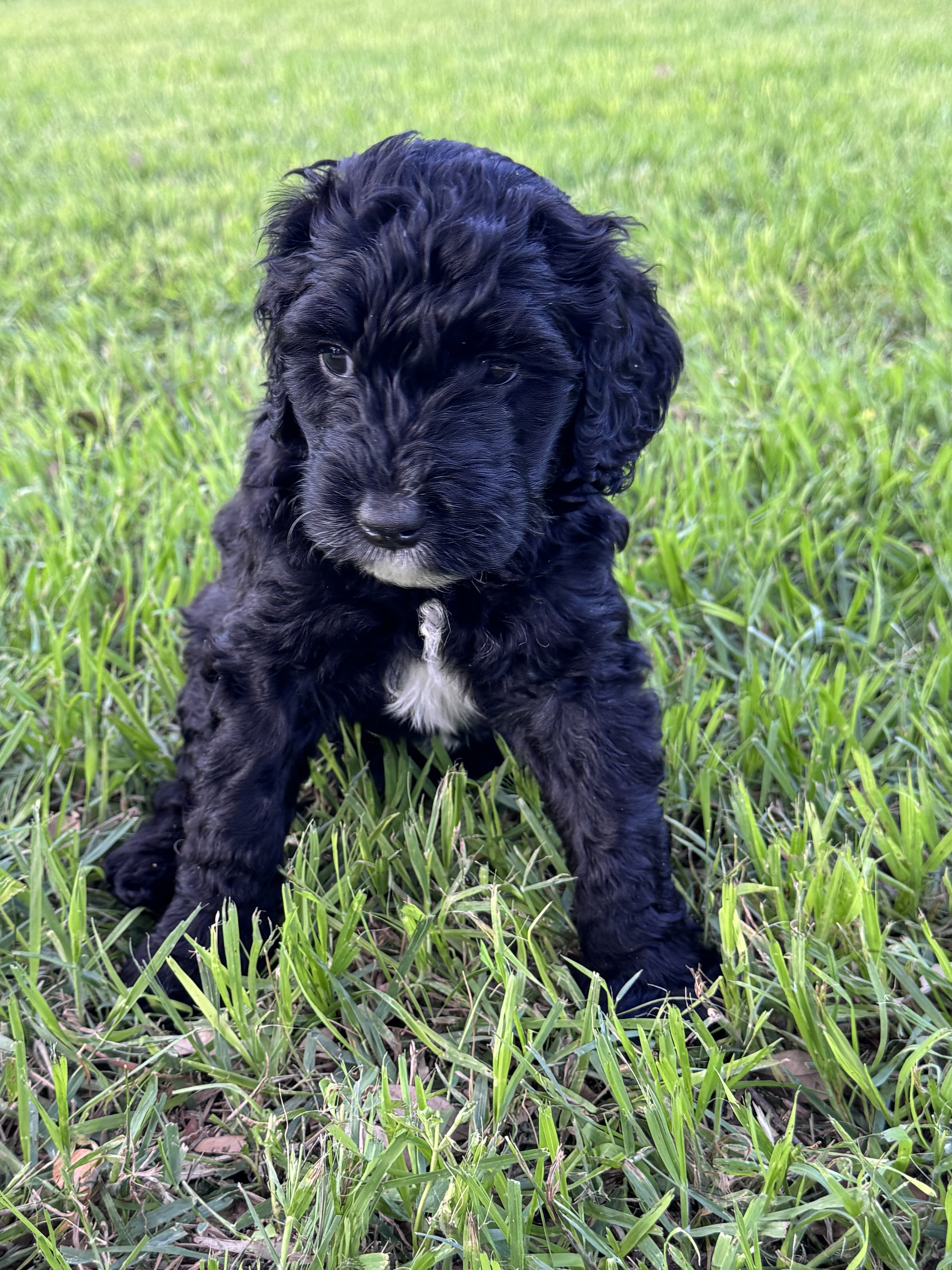 Mini Labradoodles image 4