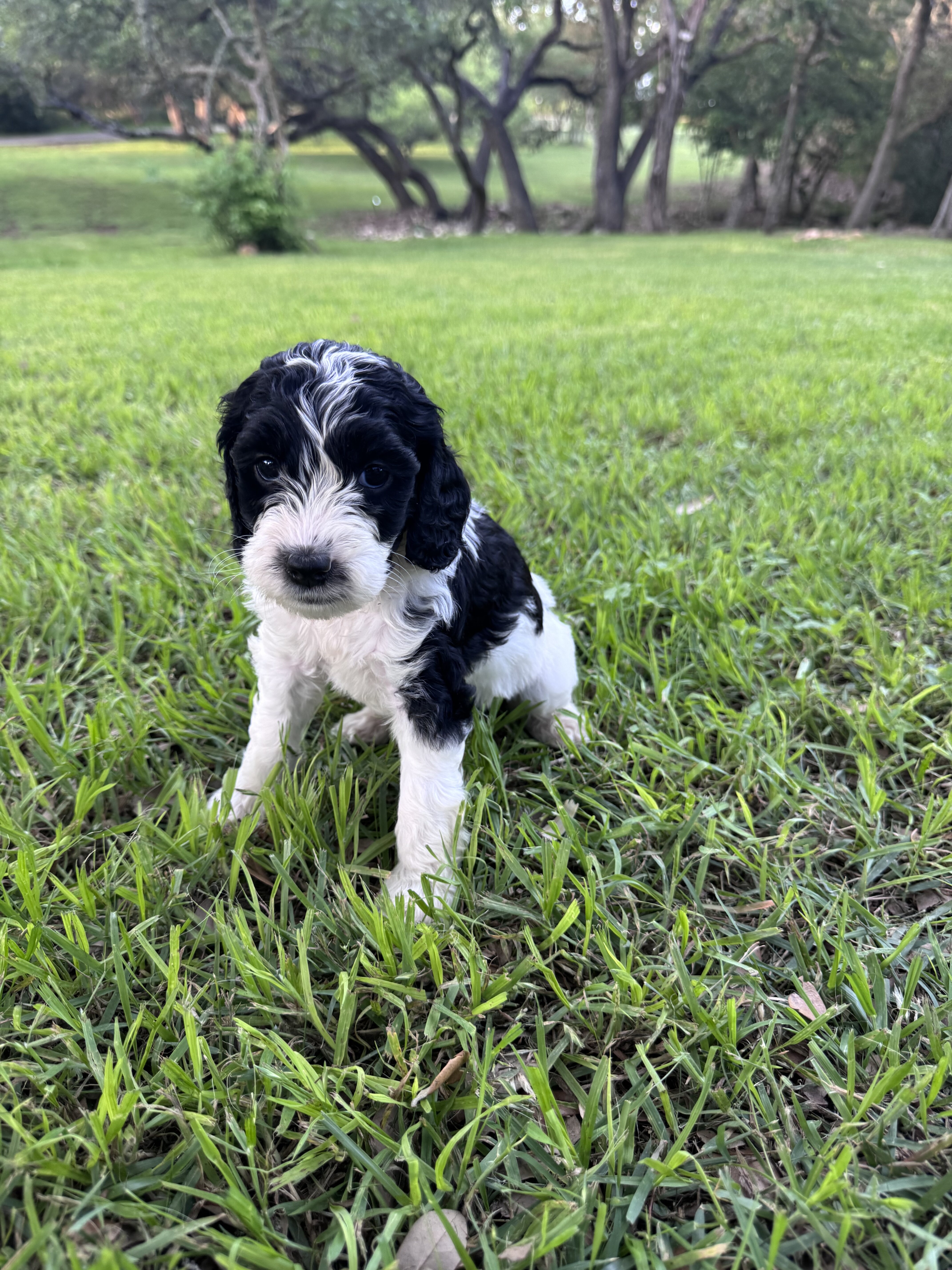 Mini Labradoodles image 3