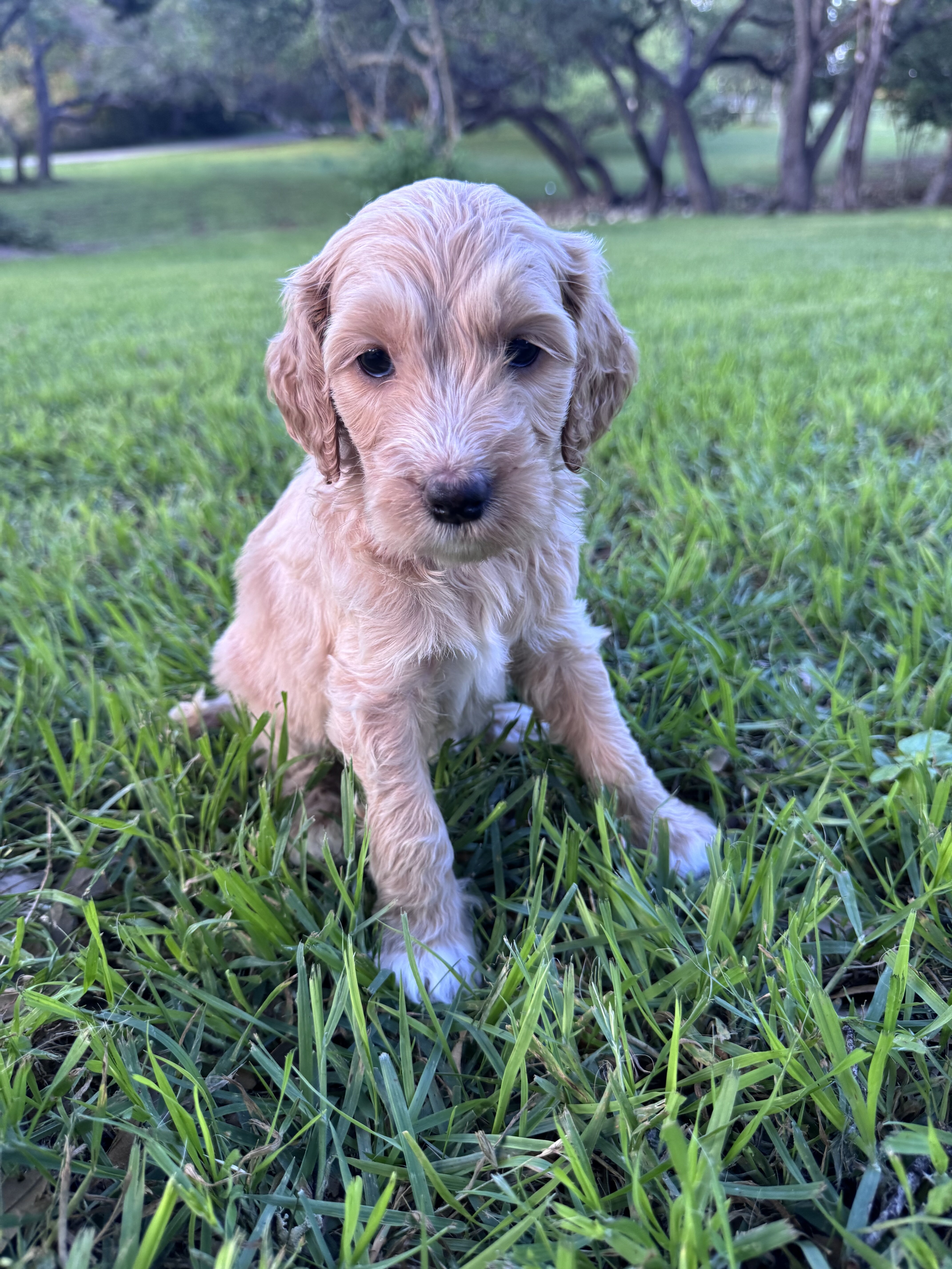Mini Labradoodles image 2