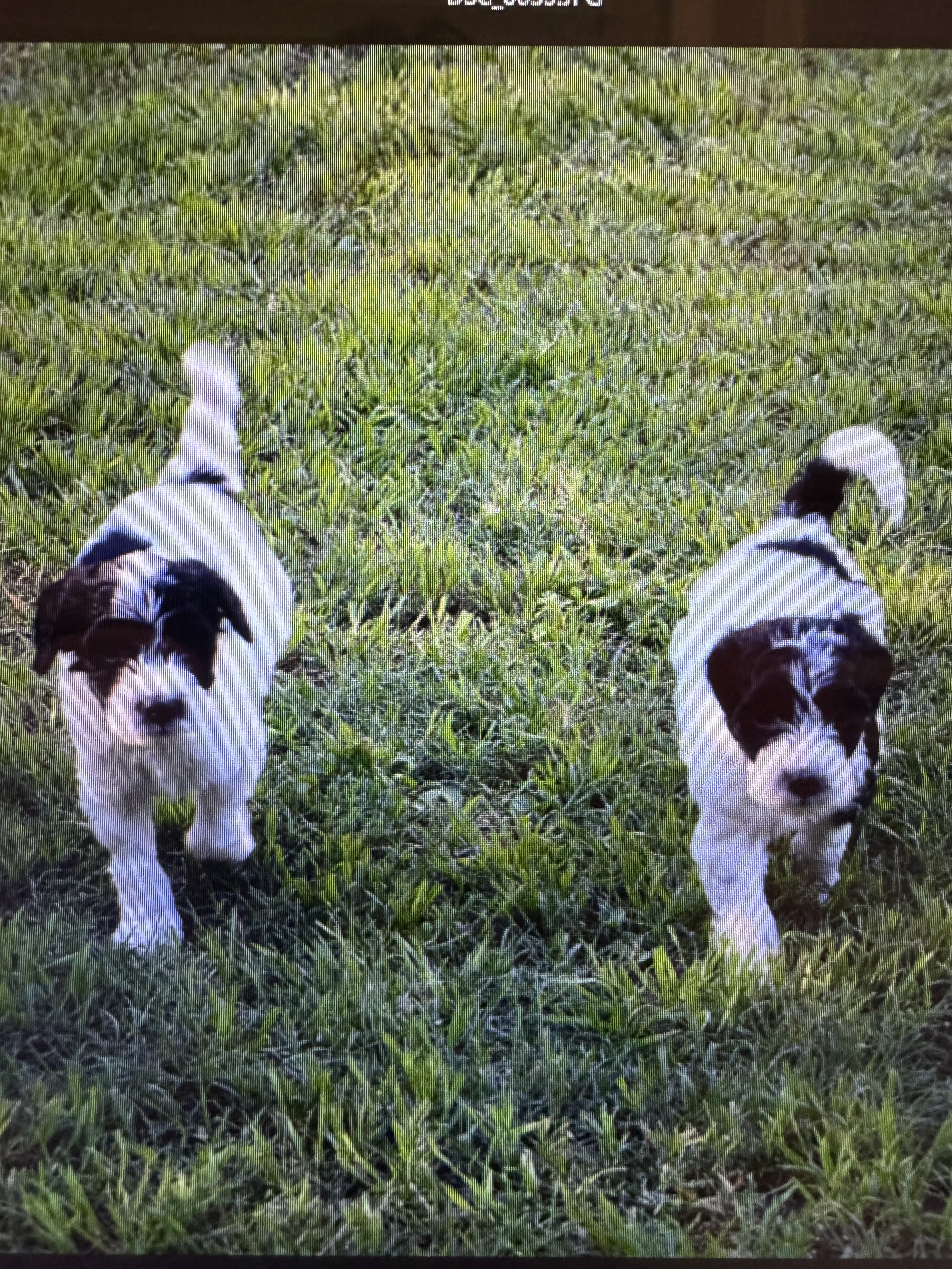 Mini Labradoodles image 1