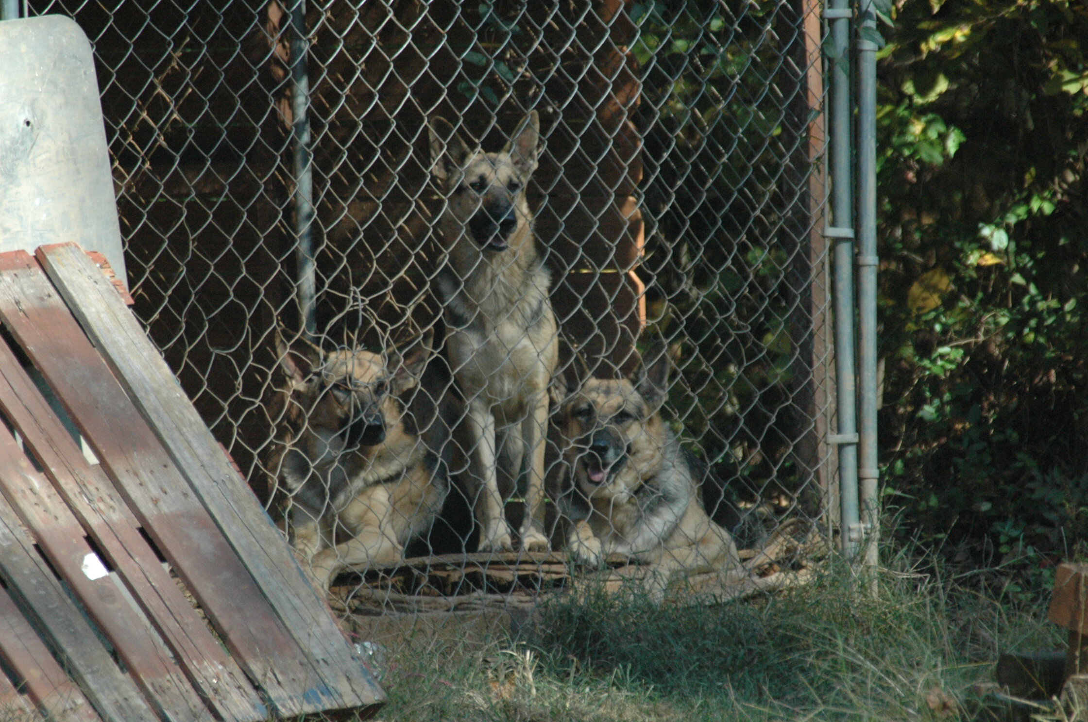 Breeding set of German Shepherds image 1
