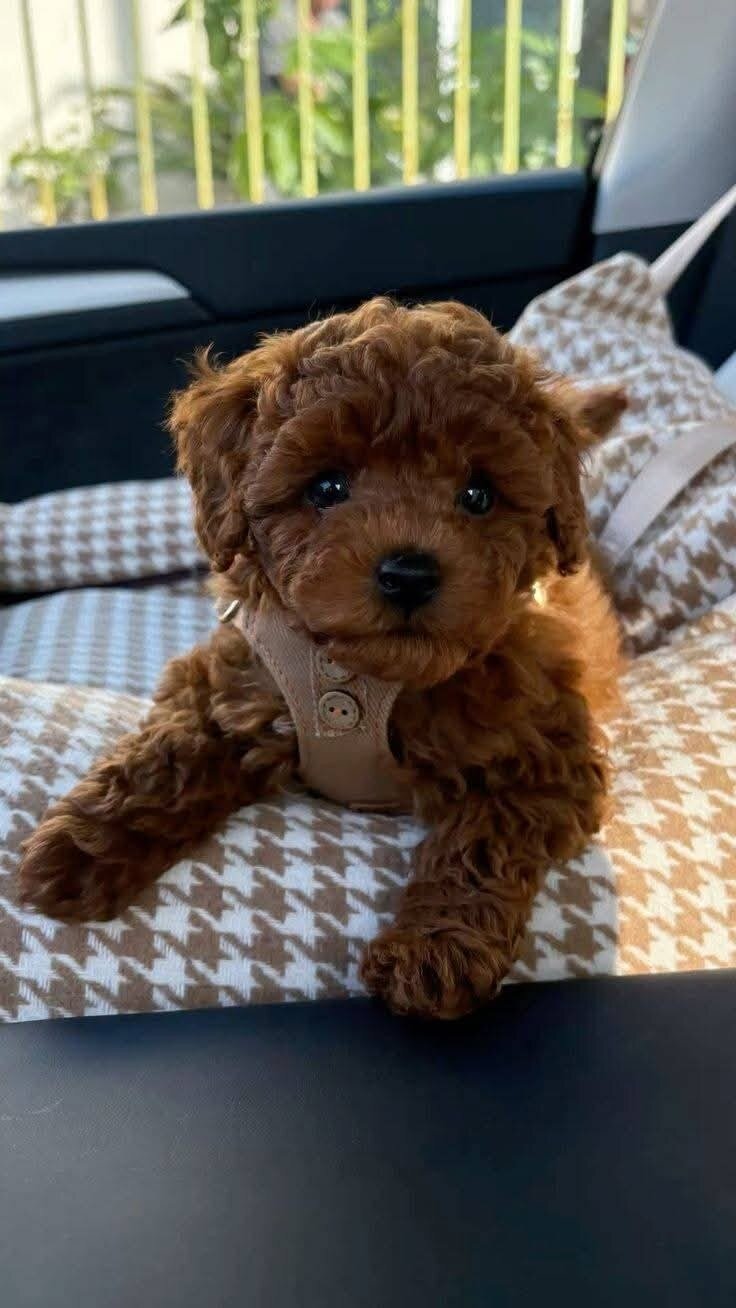 Toy poodle image 1