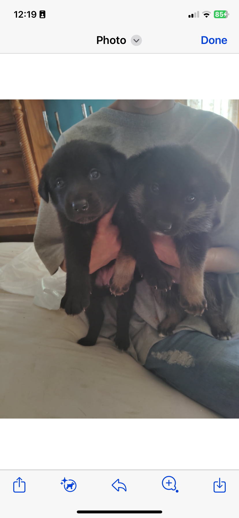 🐶 puppies image 2