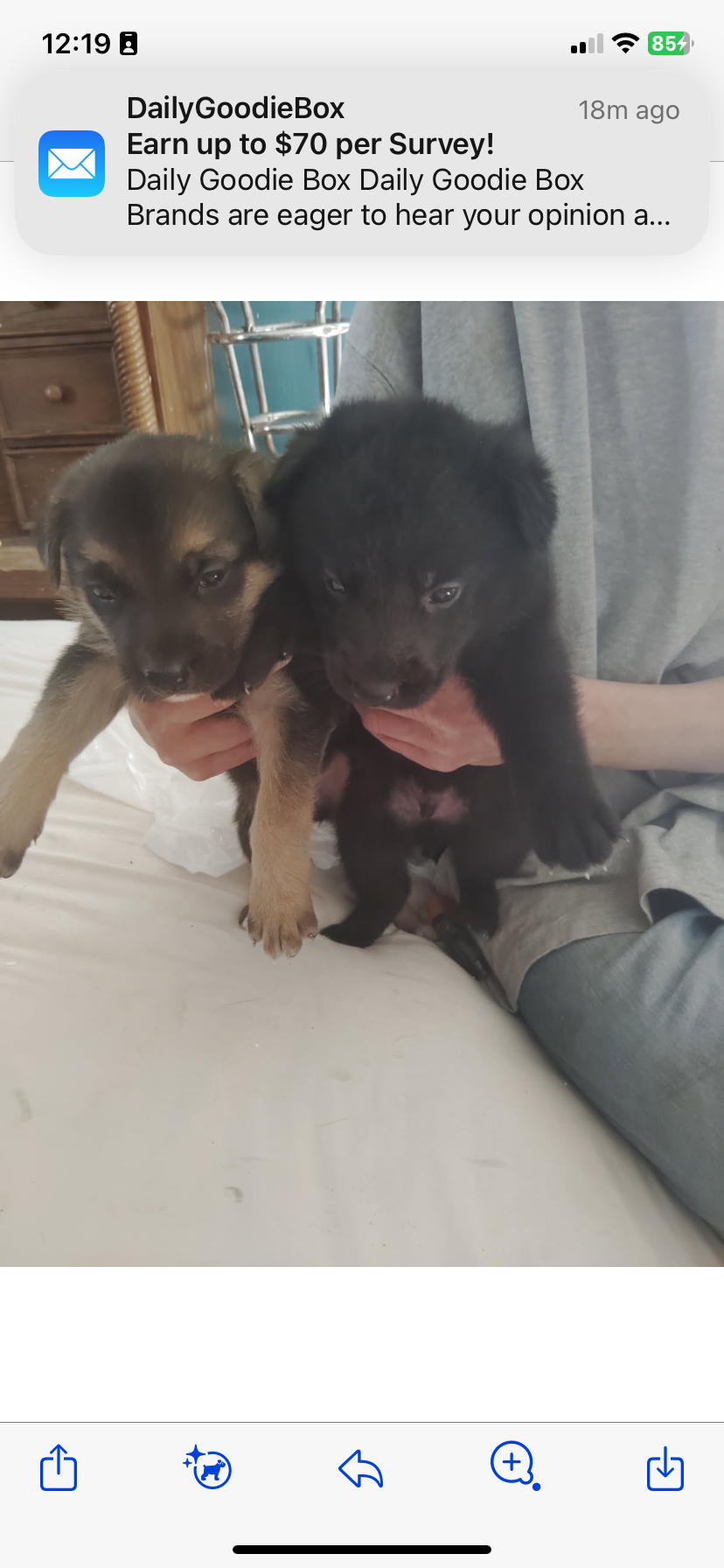 🐶 puppies image 1