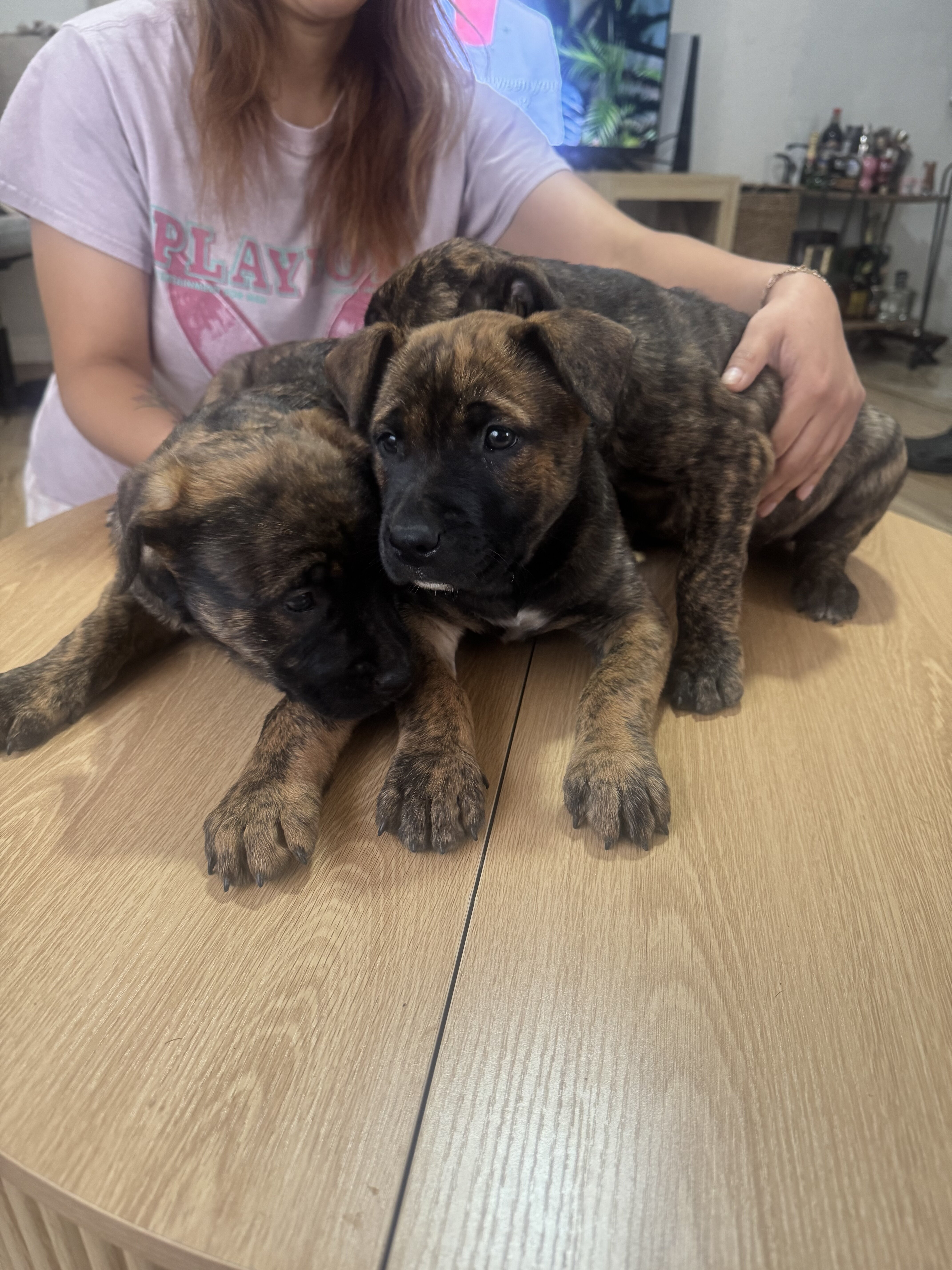 Belgian Malinois & American pitbull image 4