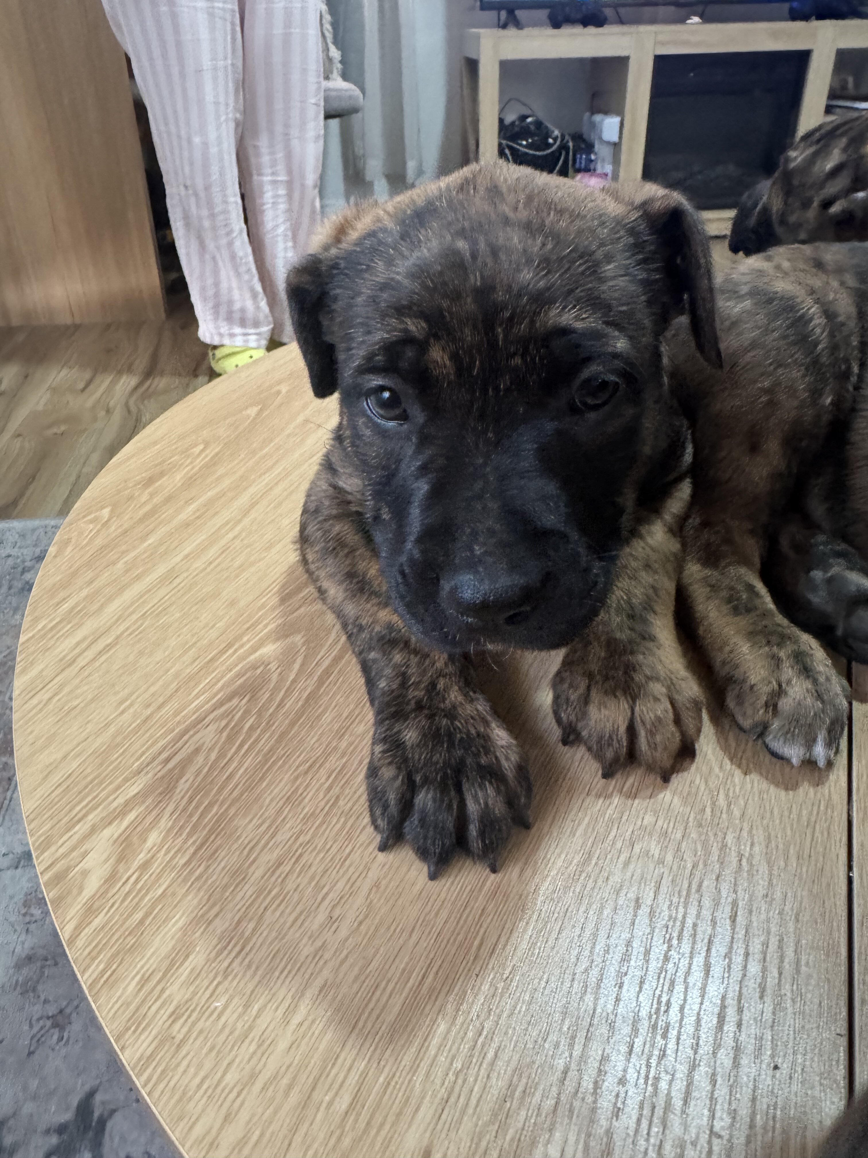 Belgian Malinois & American pitbull image 3