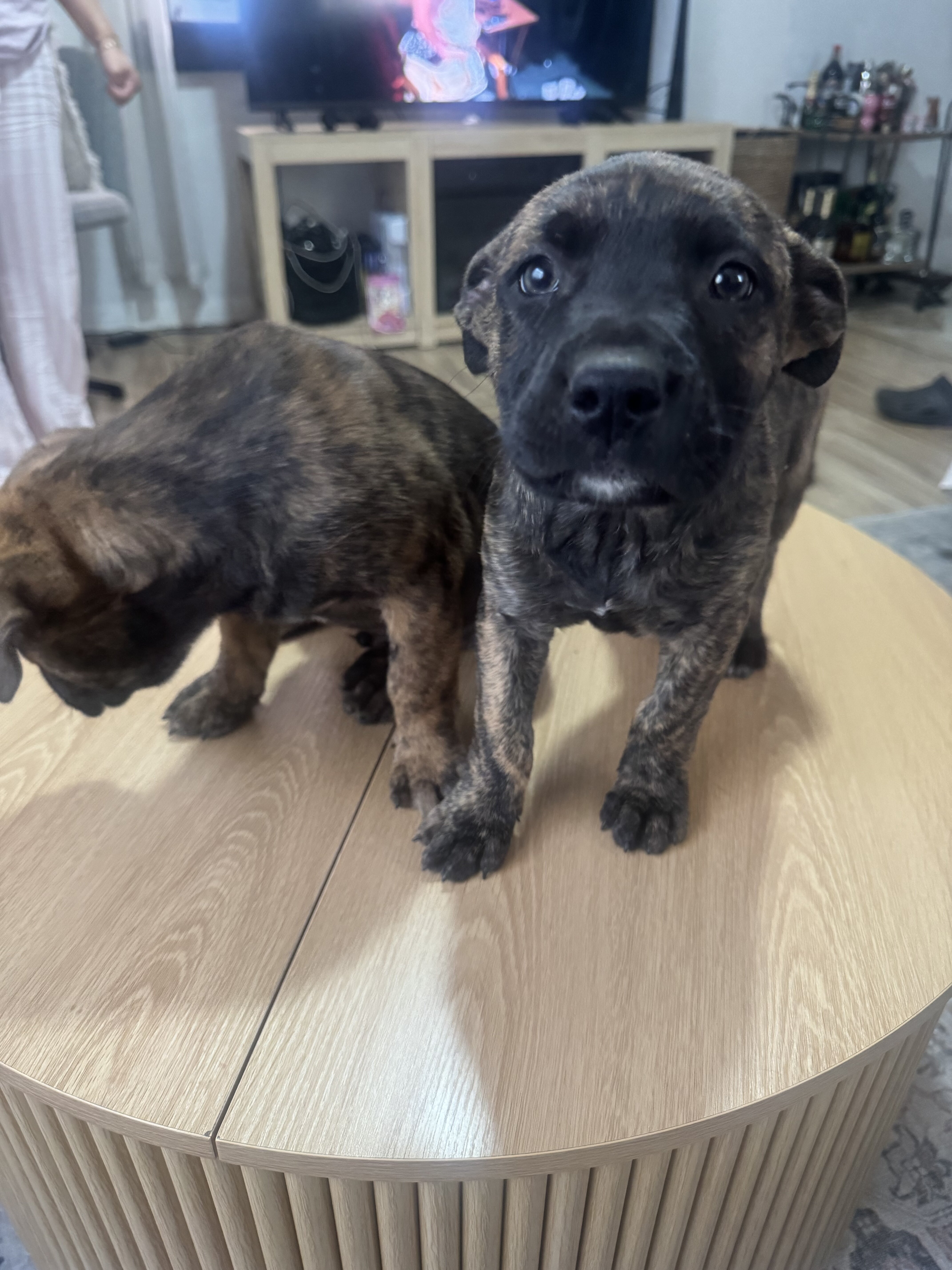 Belgian Malinois & American pitbull image 1