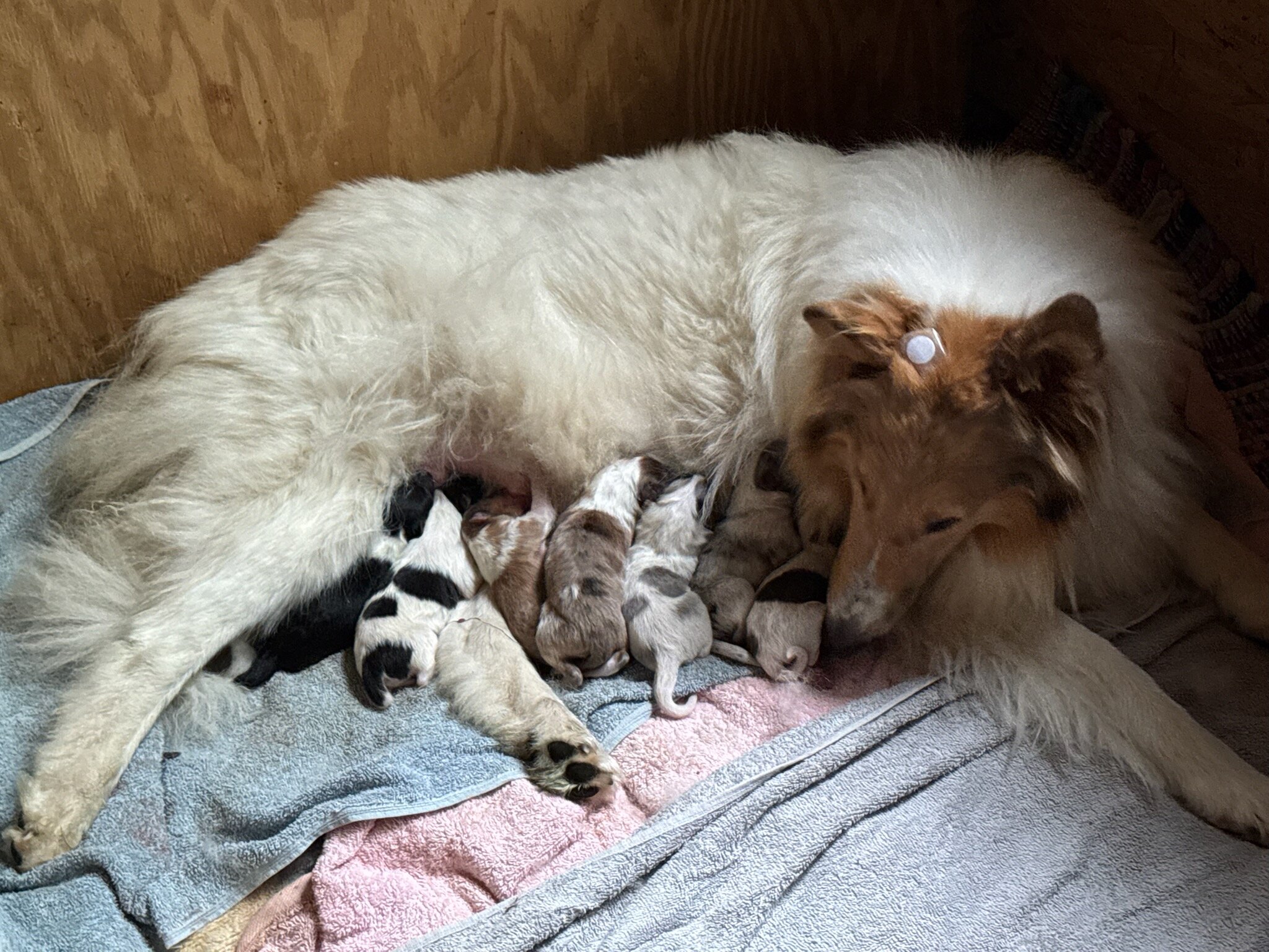 Collies delivery to iowa Nebraska image 1