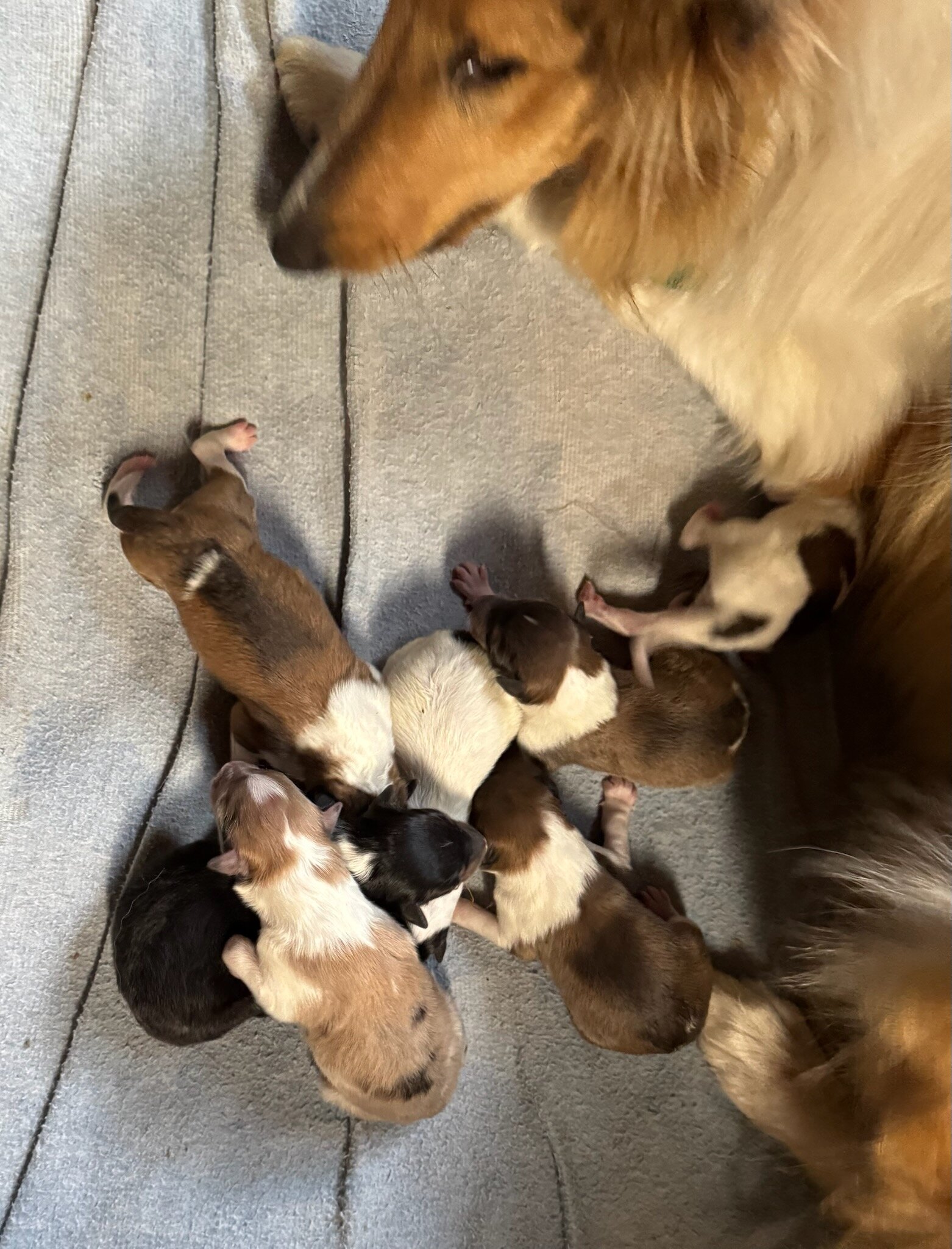 Collies delivery to iowa Nebraska image 2