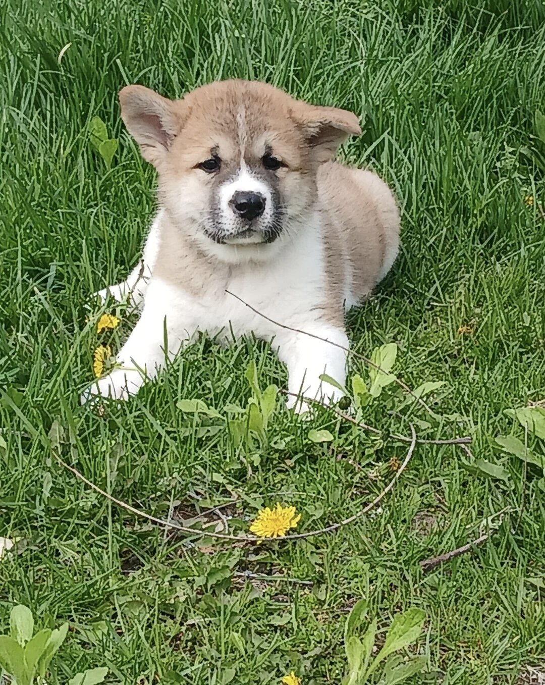 Akita puppies image 8