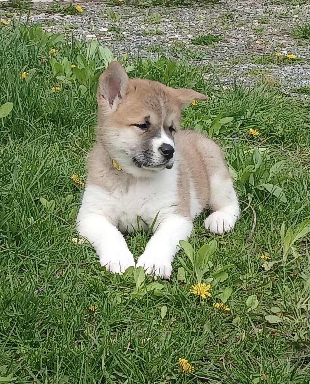 Akita puppies image 7