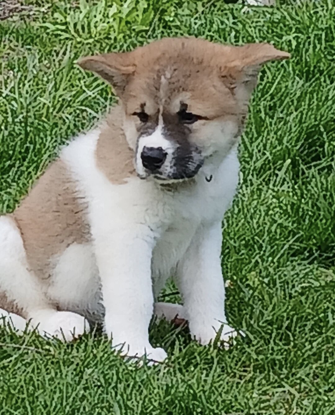 Akita puppies image 6