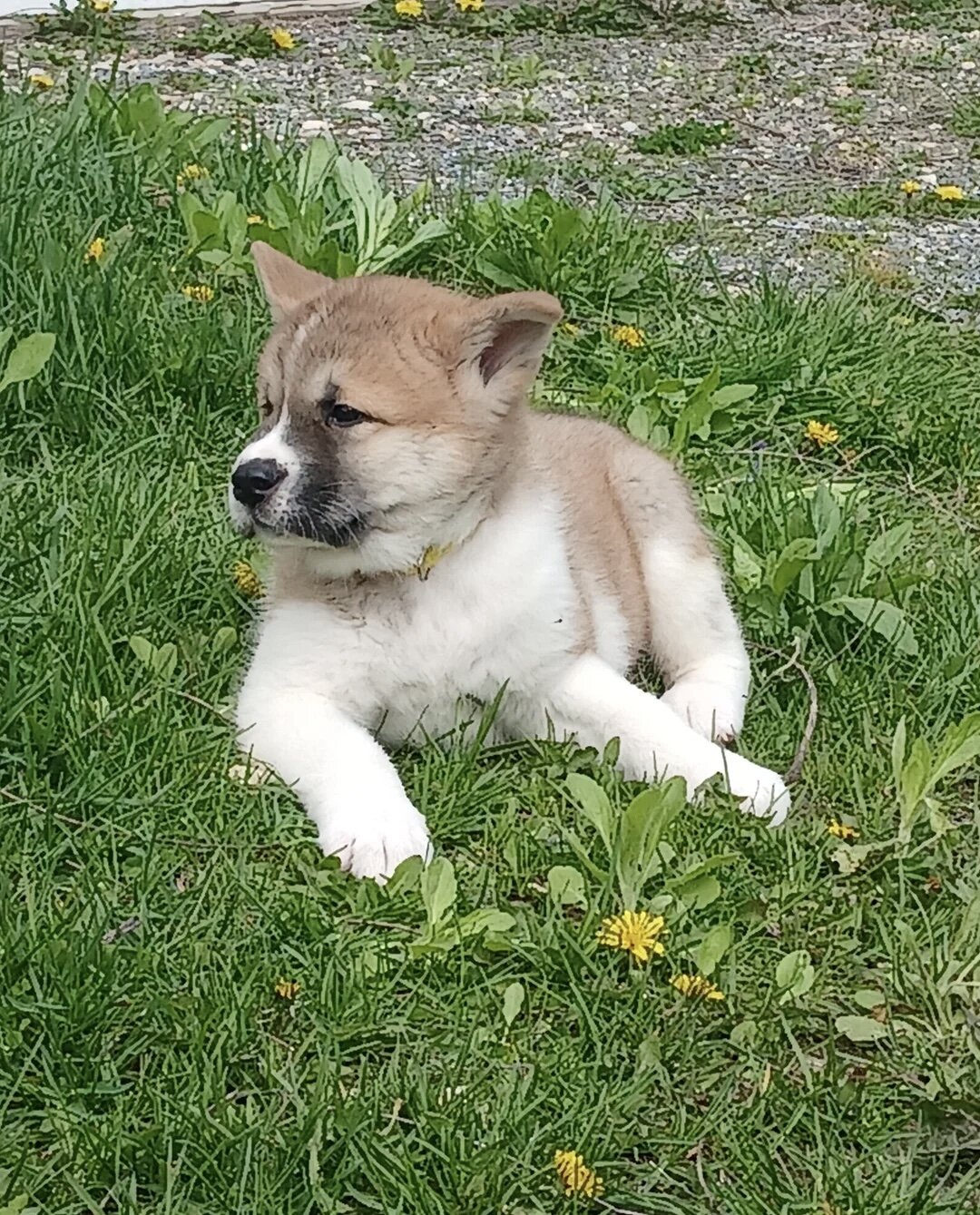 Akita puppies image 5