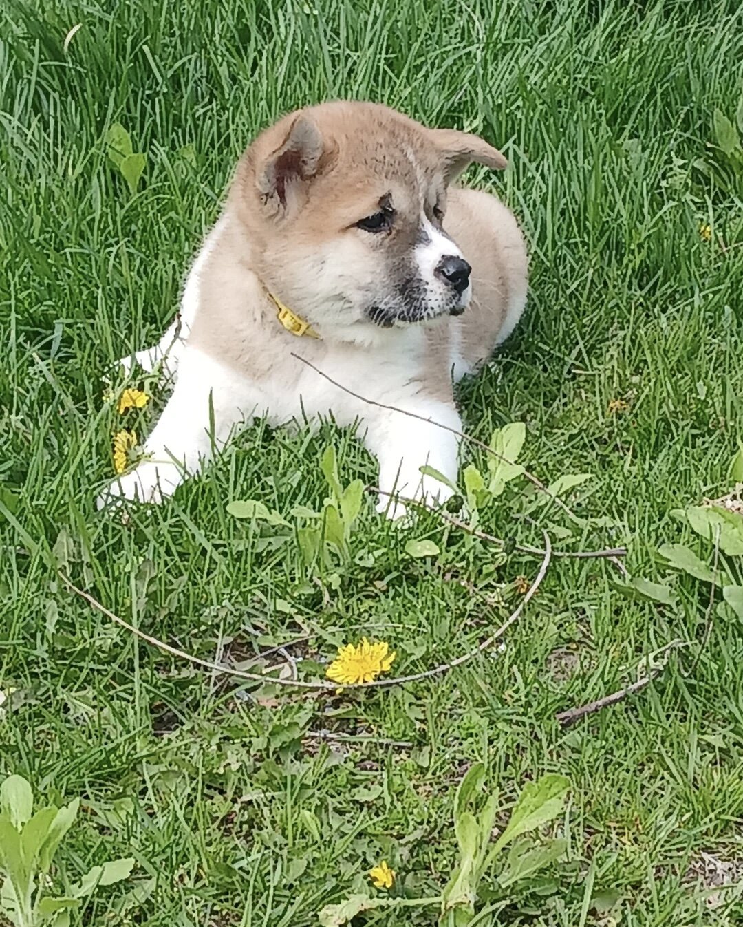 Akita puppies image 4
