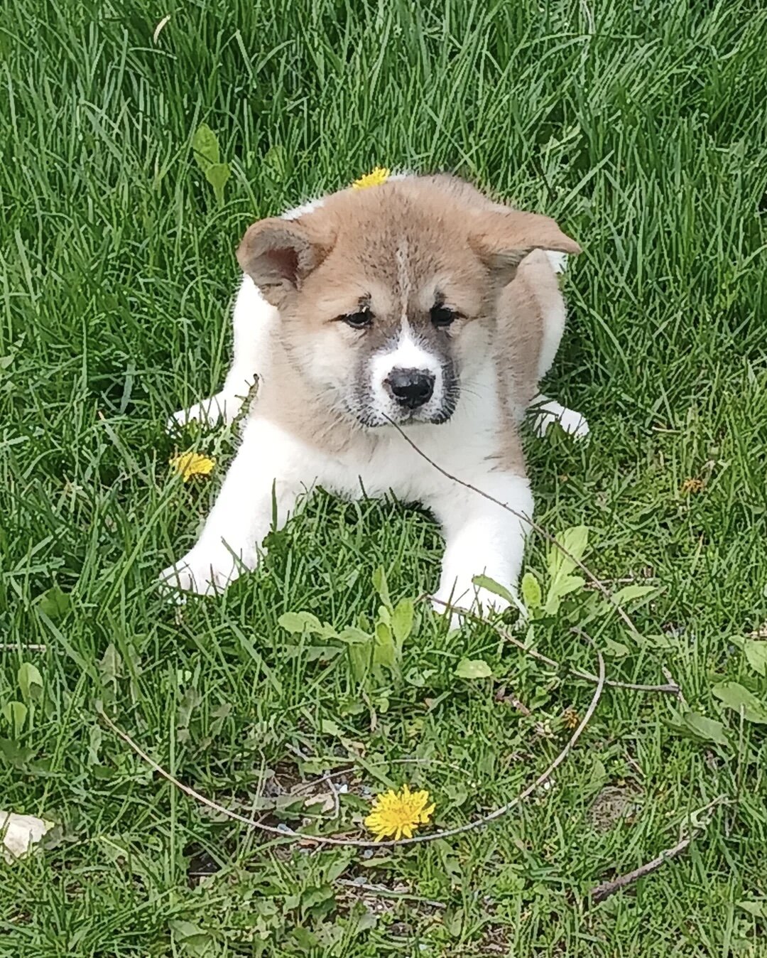 Akita puppies image 3