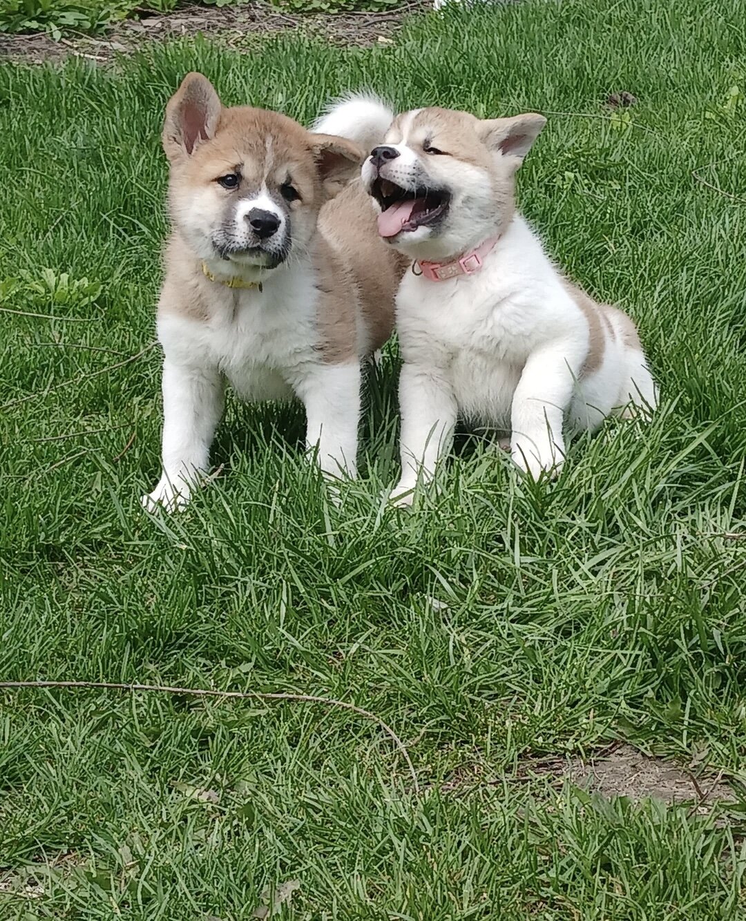 Akita puppies image 2