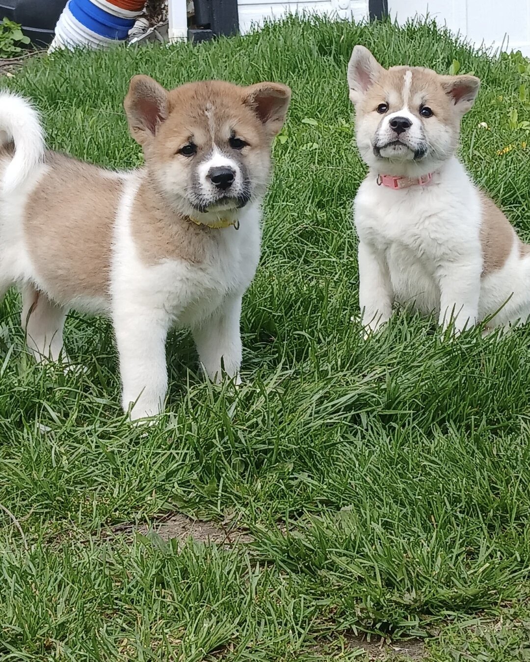 Akita puppies image 1