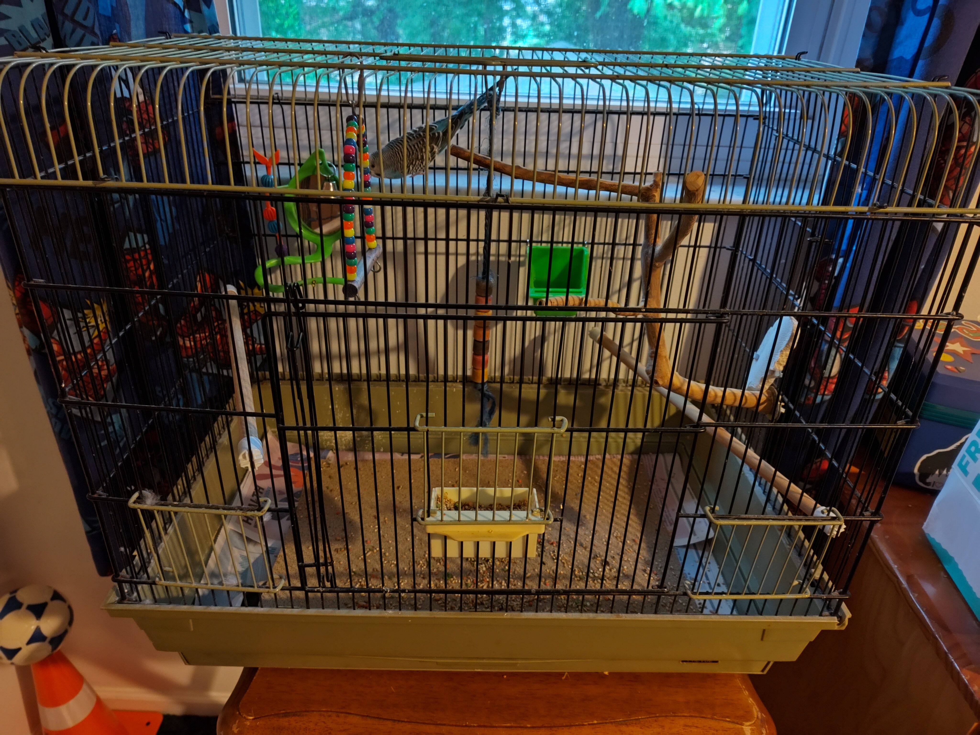 Parakeet with cage & supplies image 3