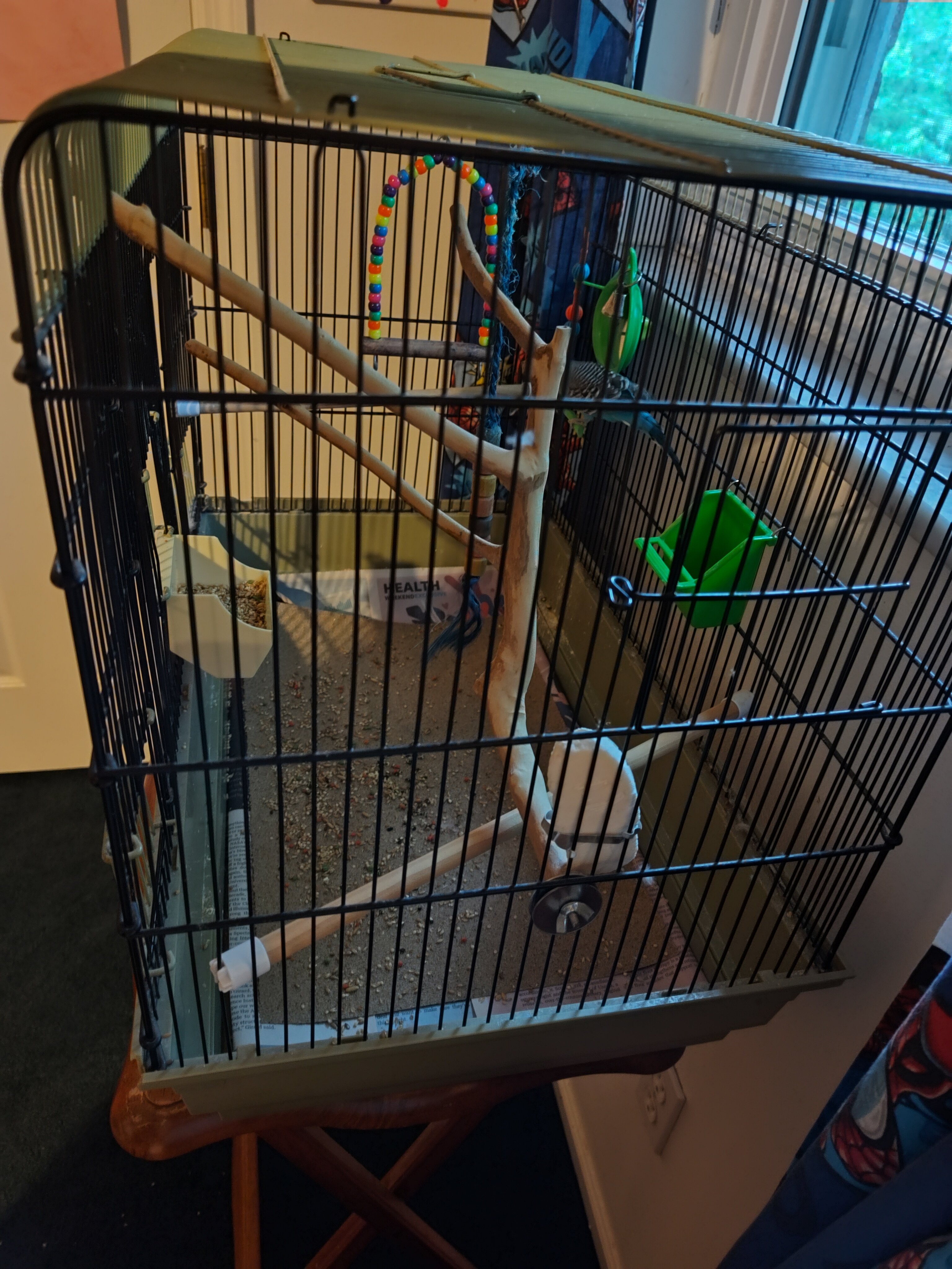 Parakeet with cage & supplies image 4