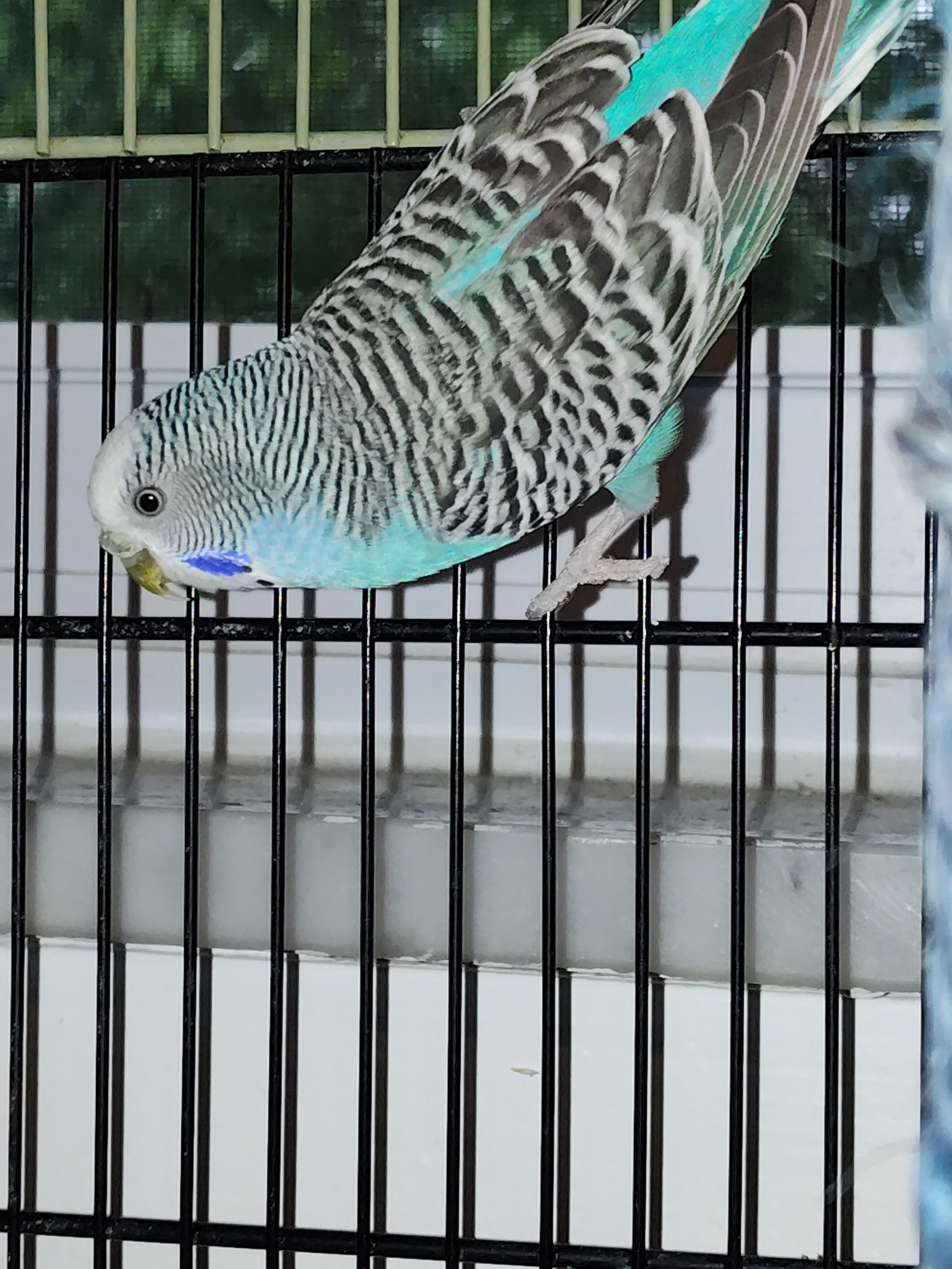Parakeet with cage & supplies image 1