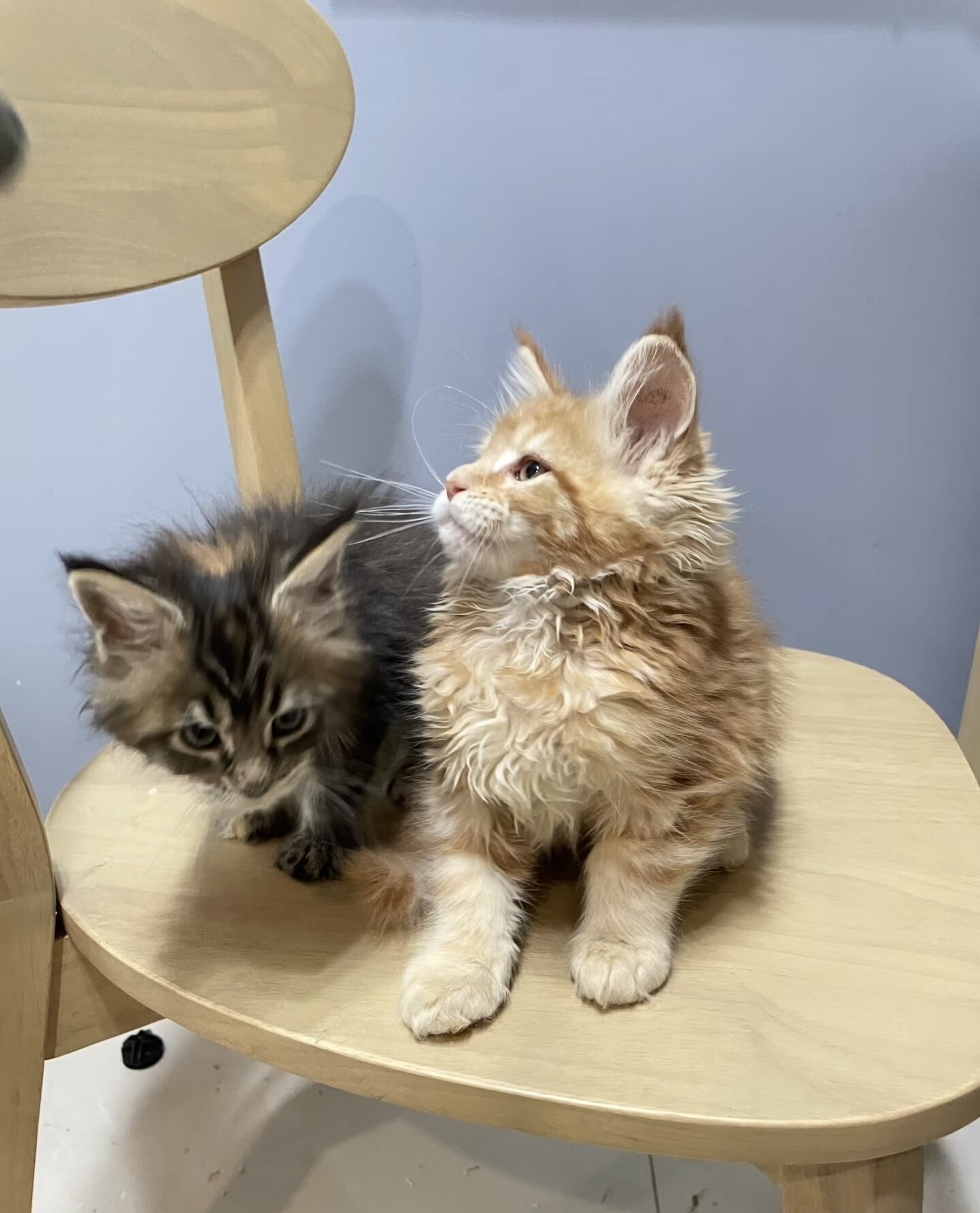Maine coon kitten image 2