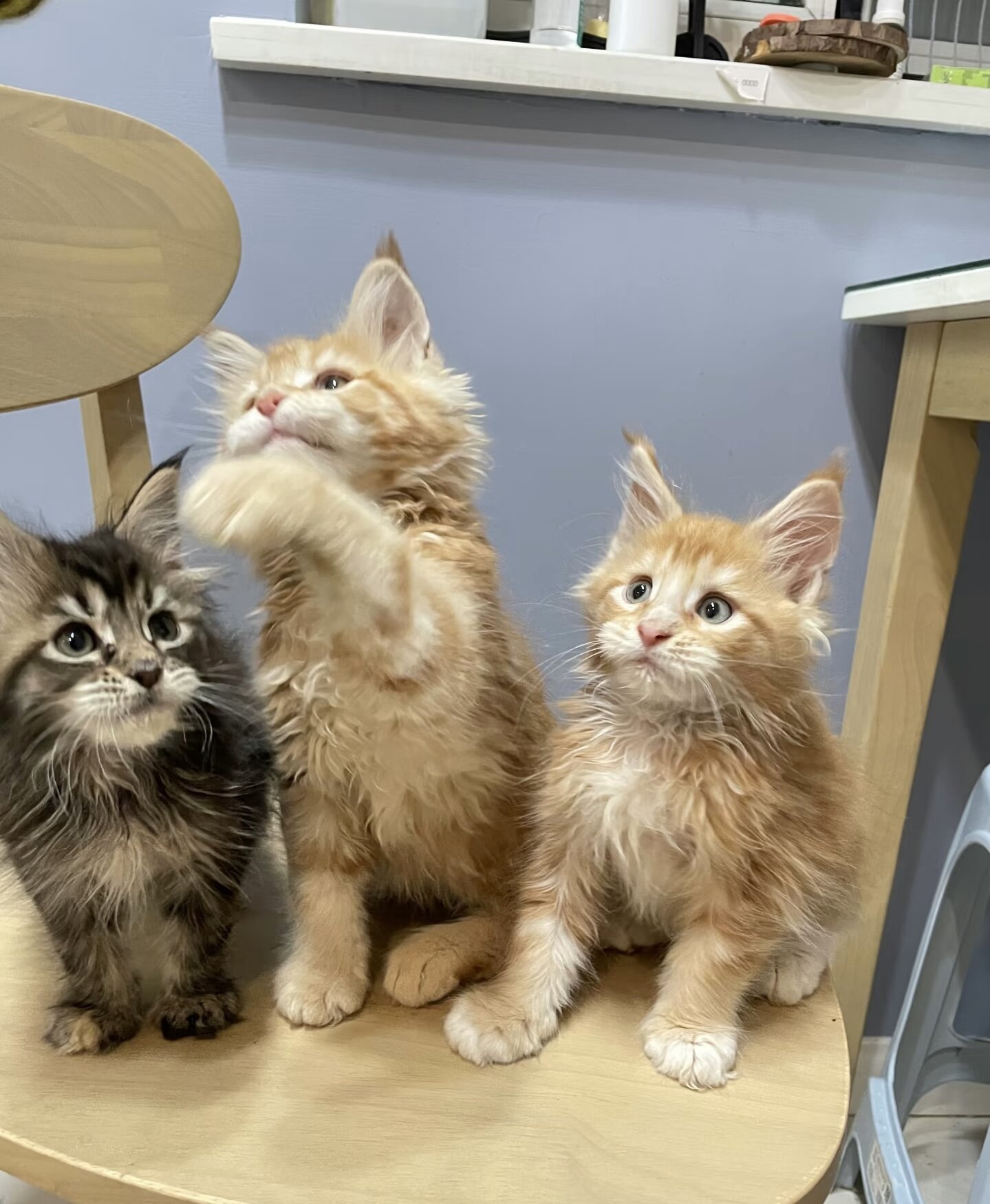 Maine coon kitten image 4