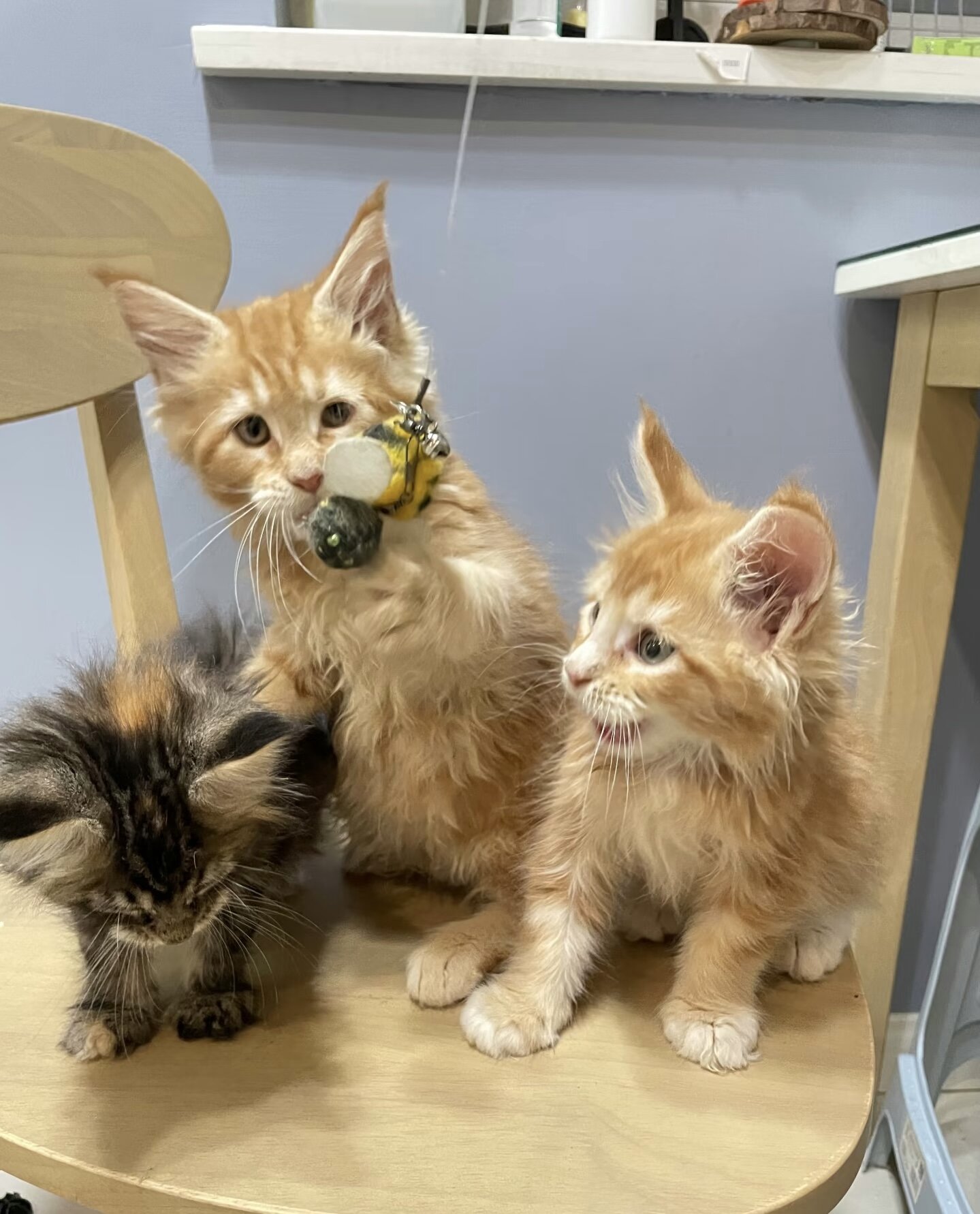 Maine coon kitten image 1