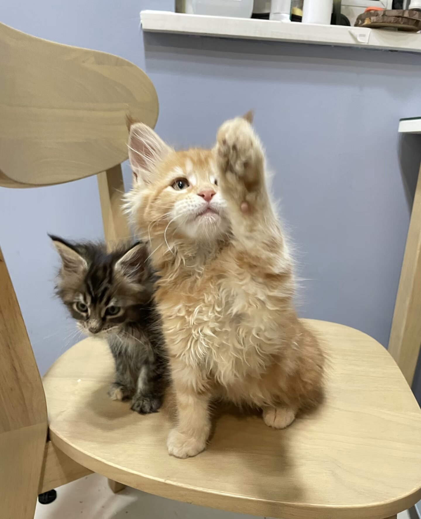 Maine coon kitten image 3