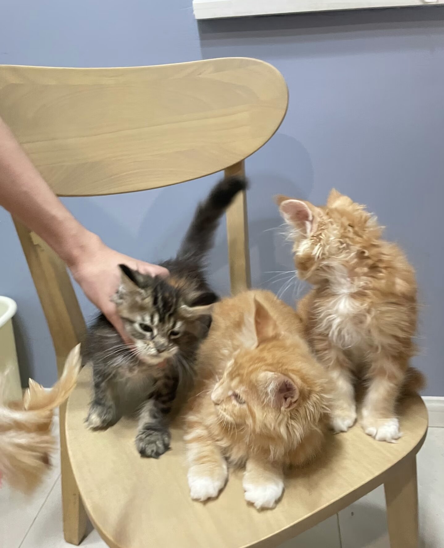 Maine coon kitten image 5