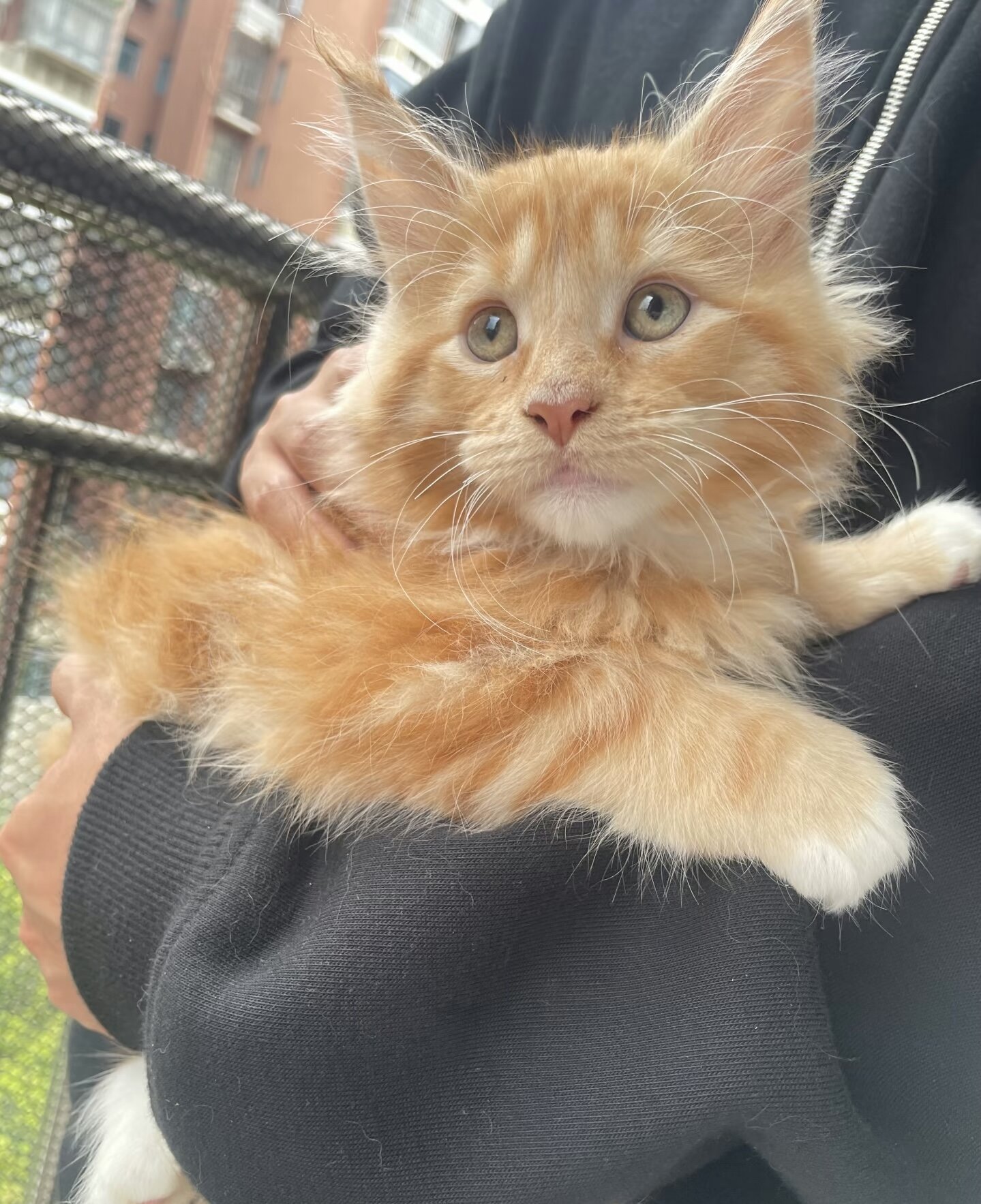 Maine coon kitten image 6
