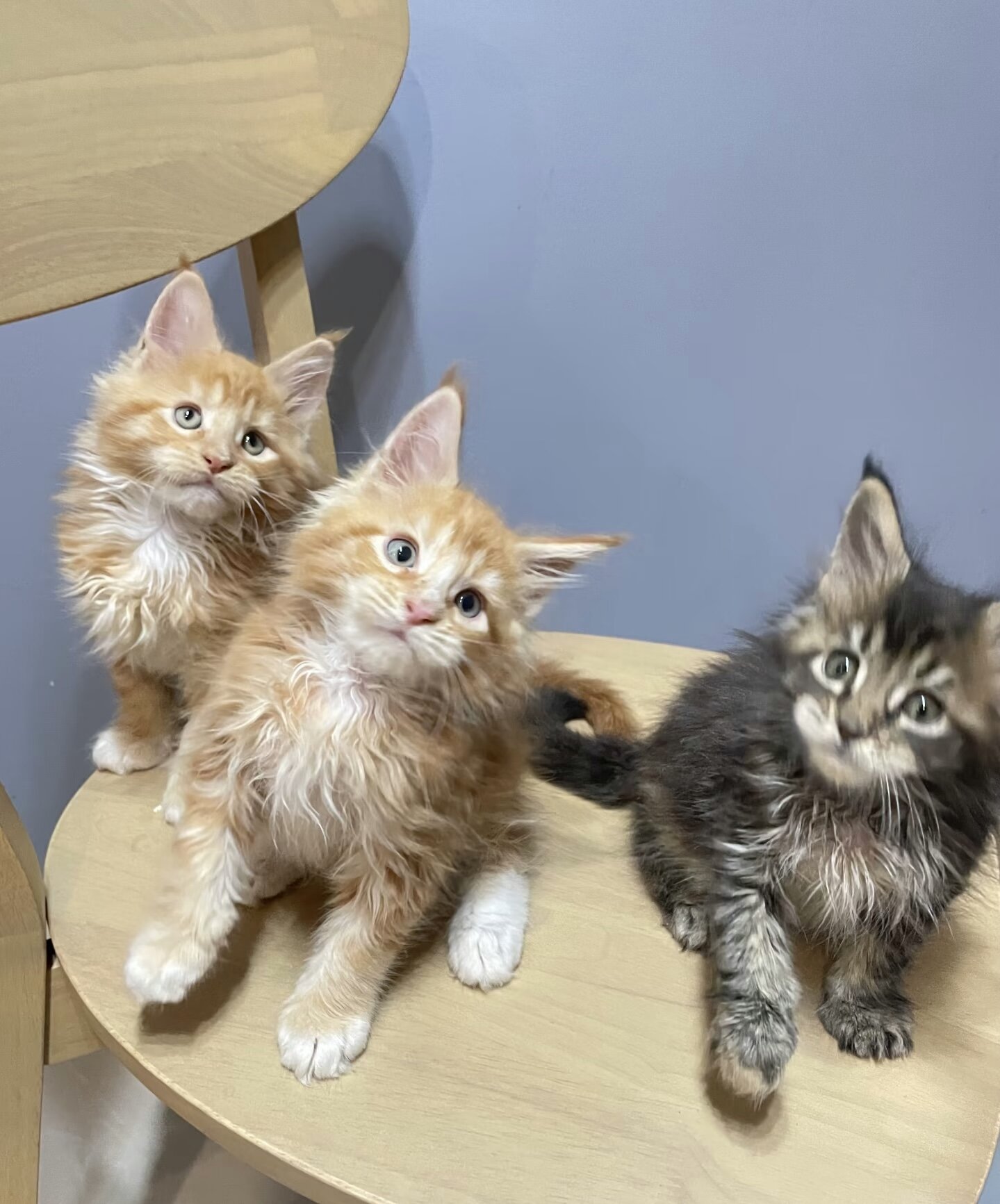 Maine coon kitten image 7