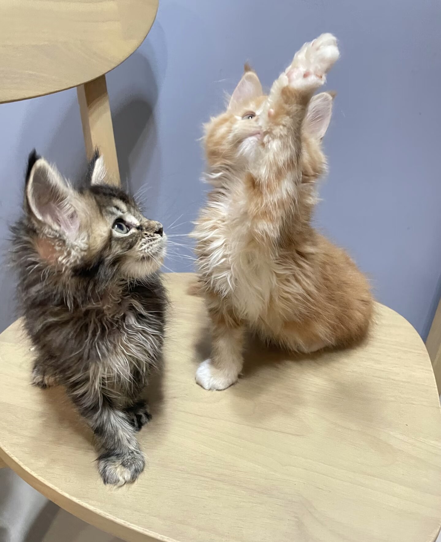 Maine coon kitten image 8