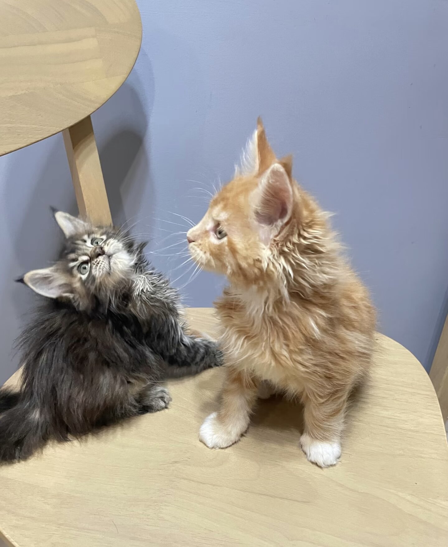Maine coon kitten image 10
