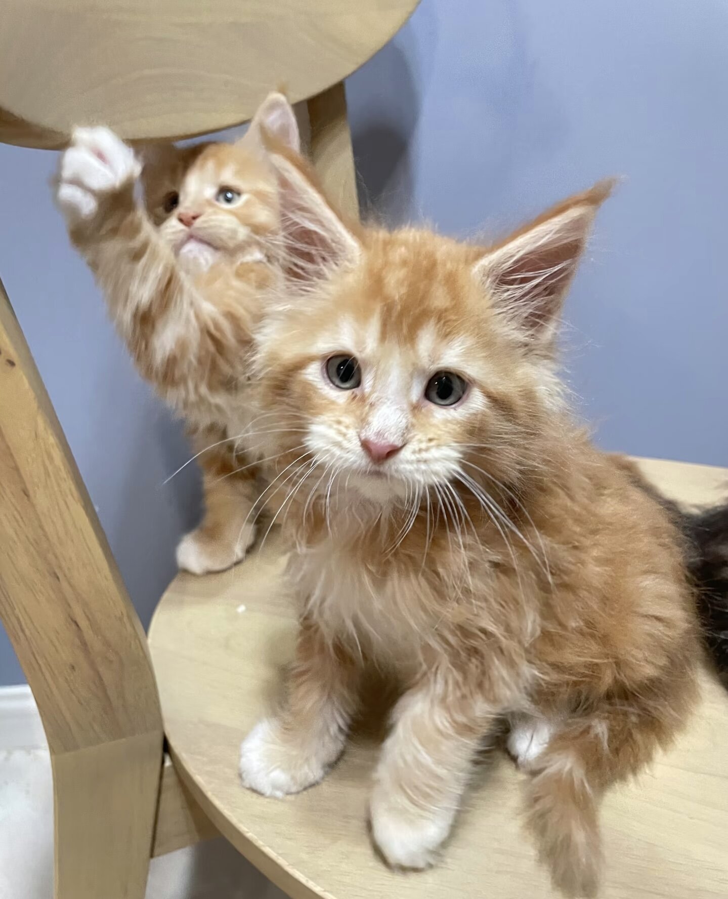 Maine coon kitten image 9