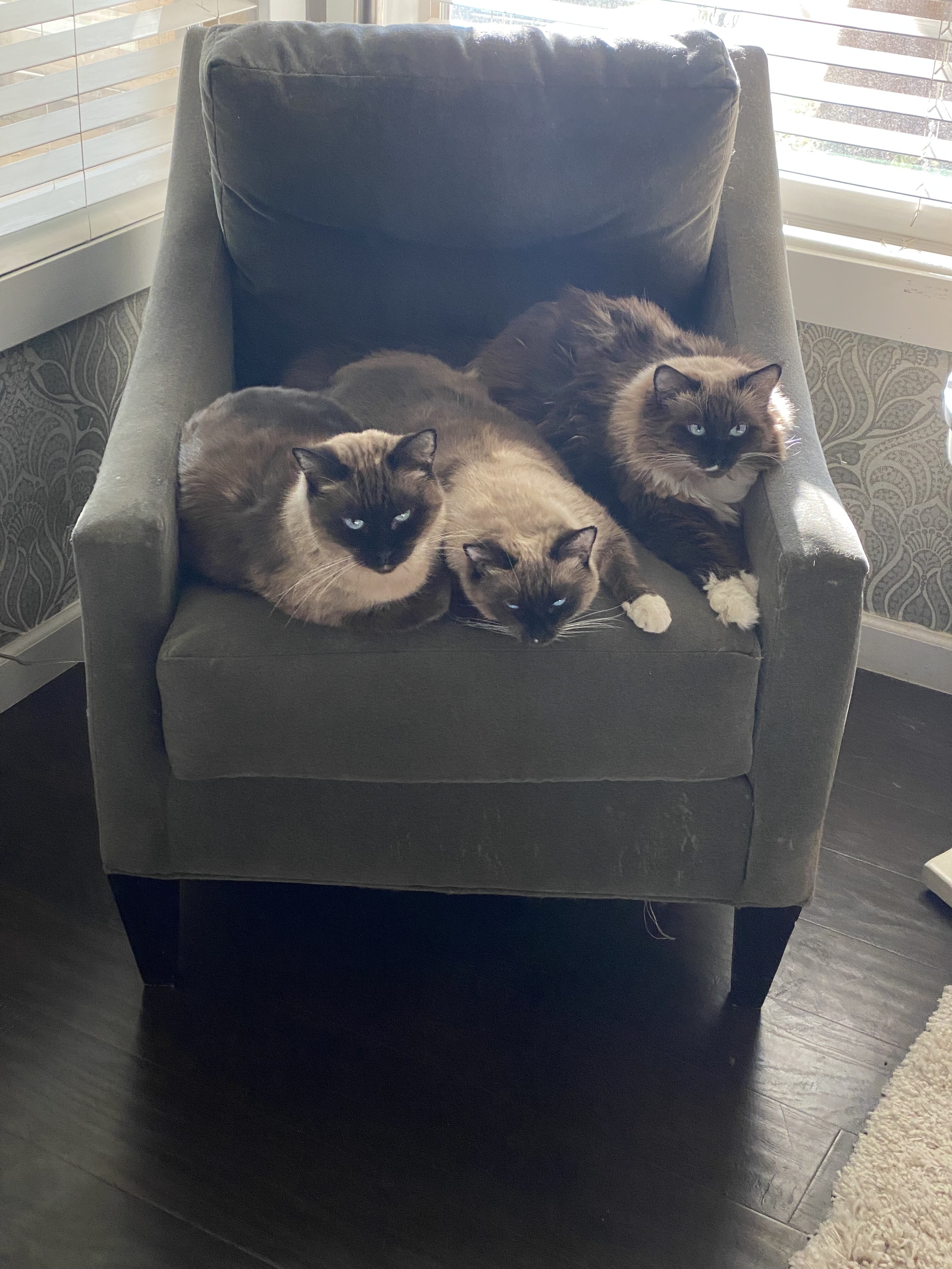Siamese Cats #2 image 1