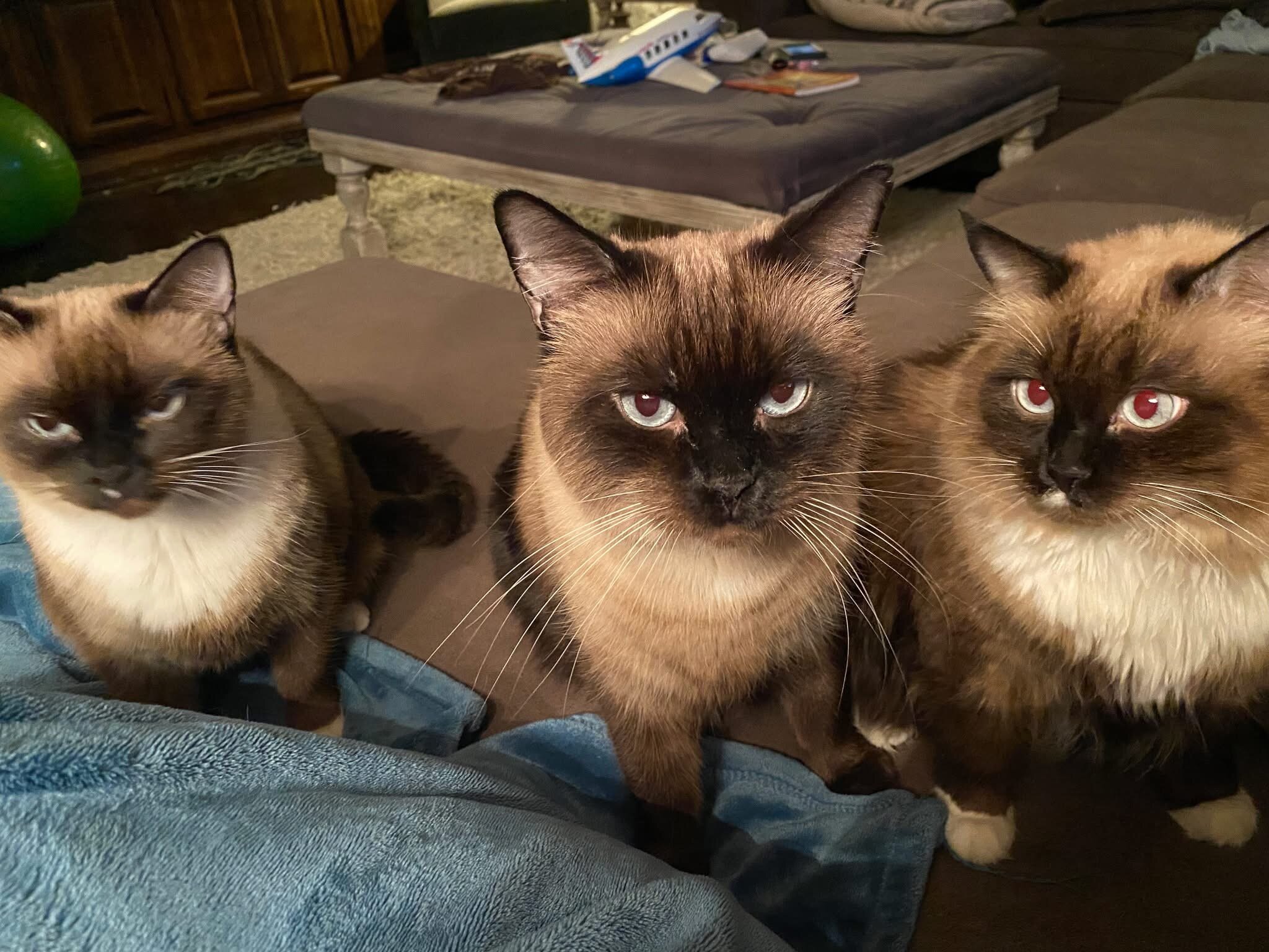 Siamese Cats #2 image 2