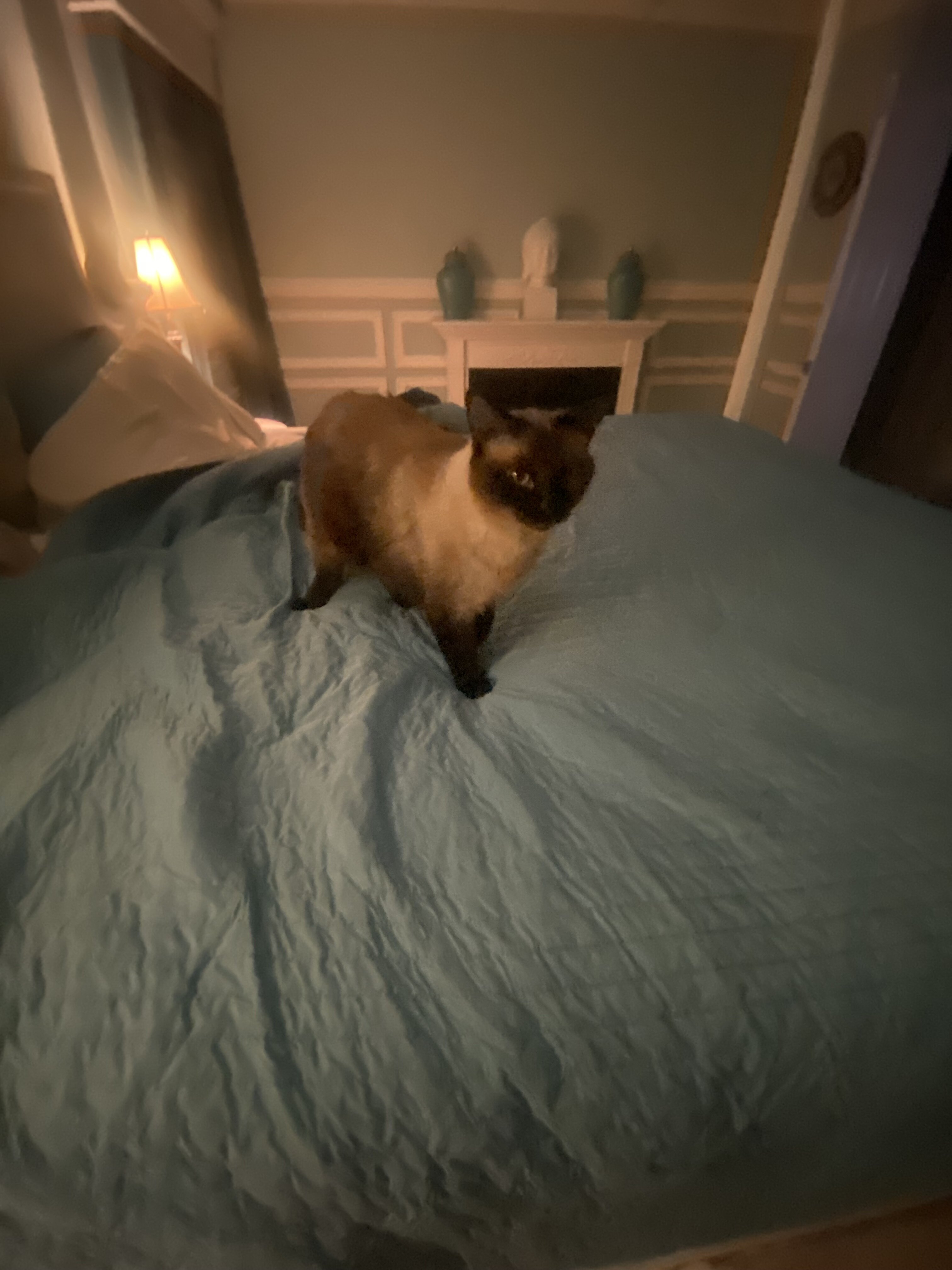 Siamese Cats #2 image 8