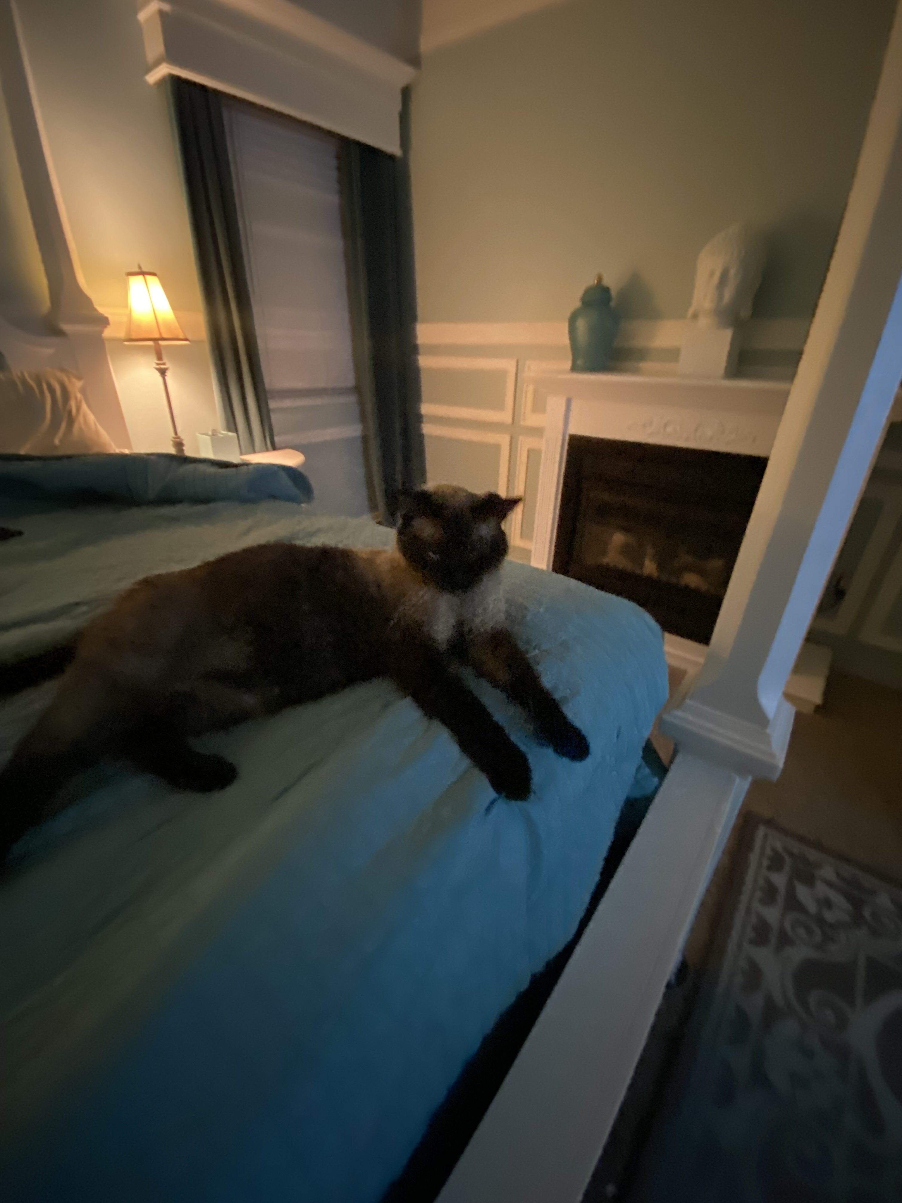 Siamese Cats #2 image 9