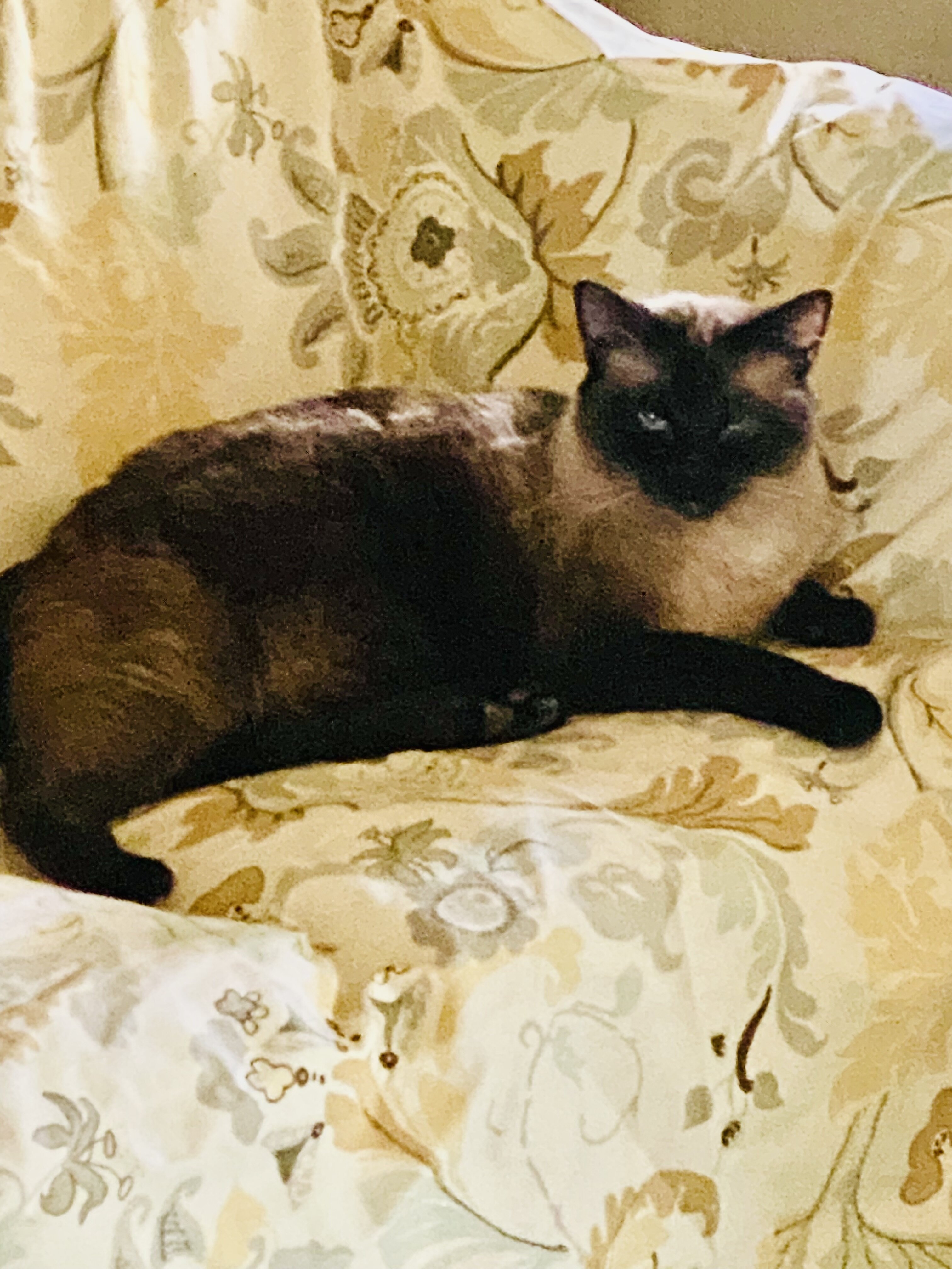 Siamese Cats #2 image 3