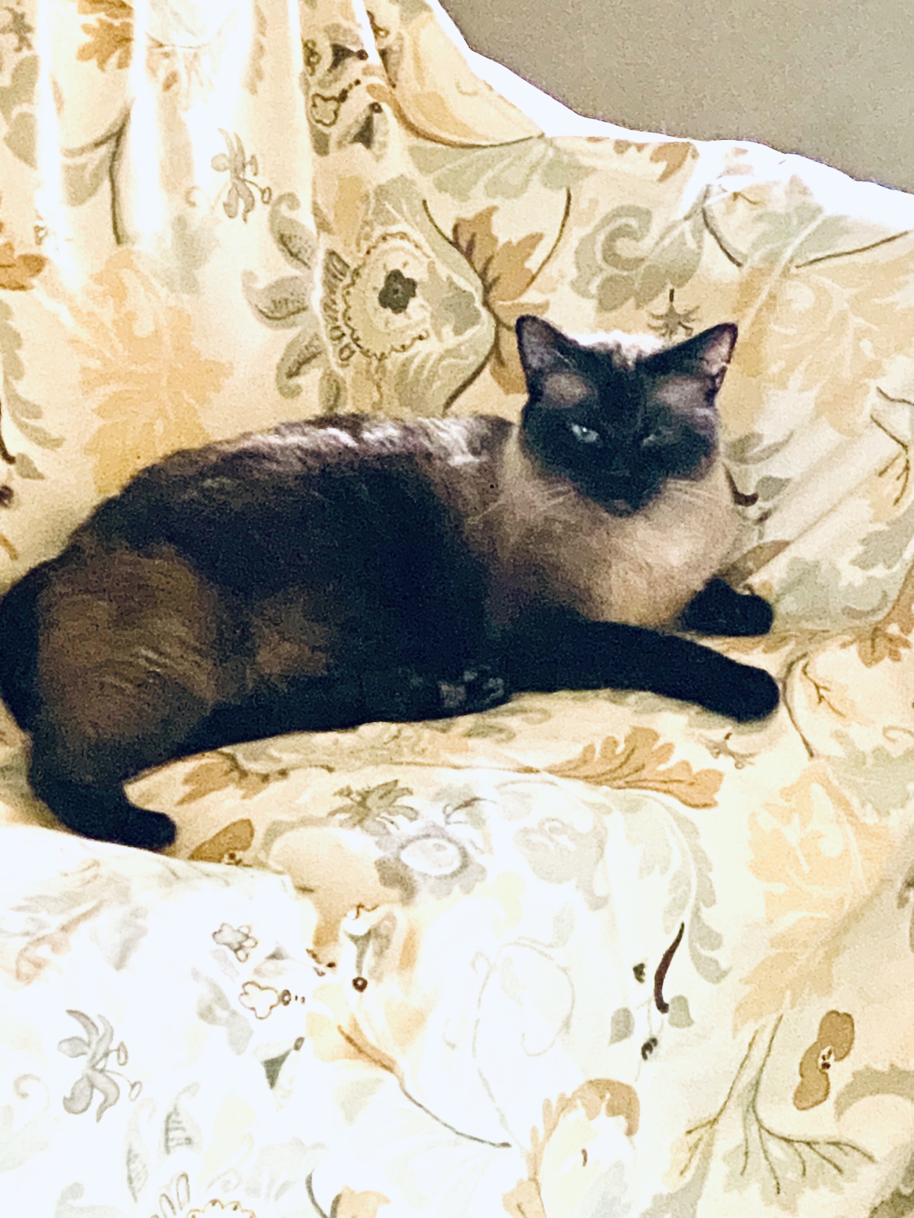 Siamese Cats #2 image 4