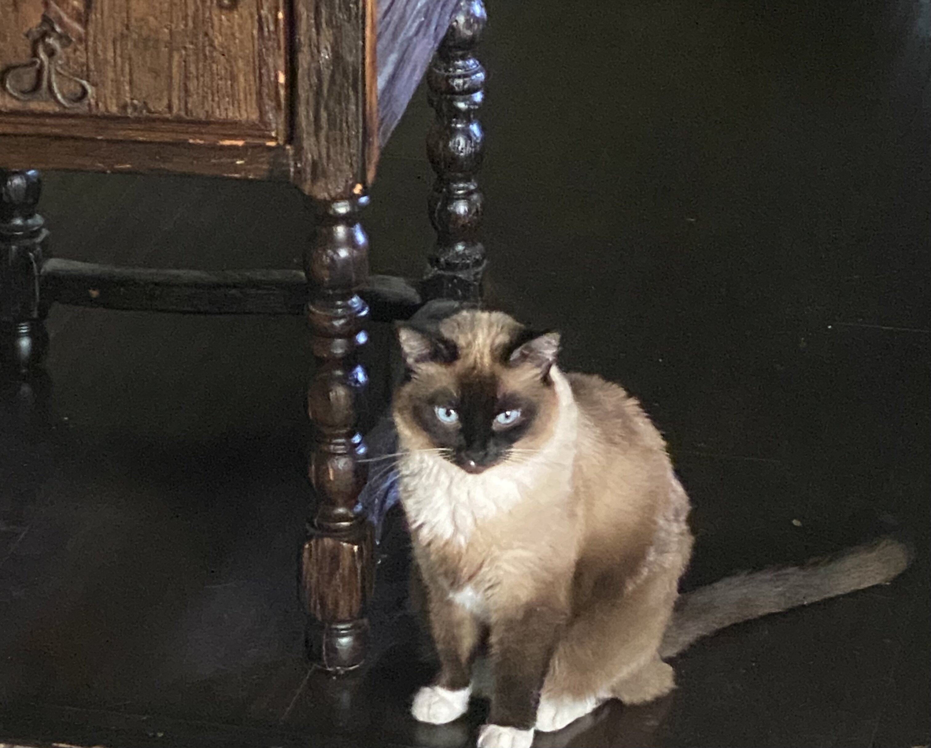 Siamese Cats #2 image 6