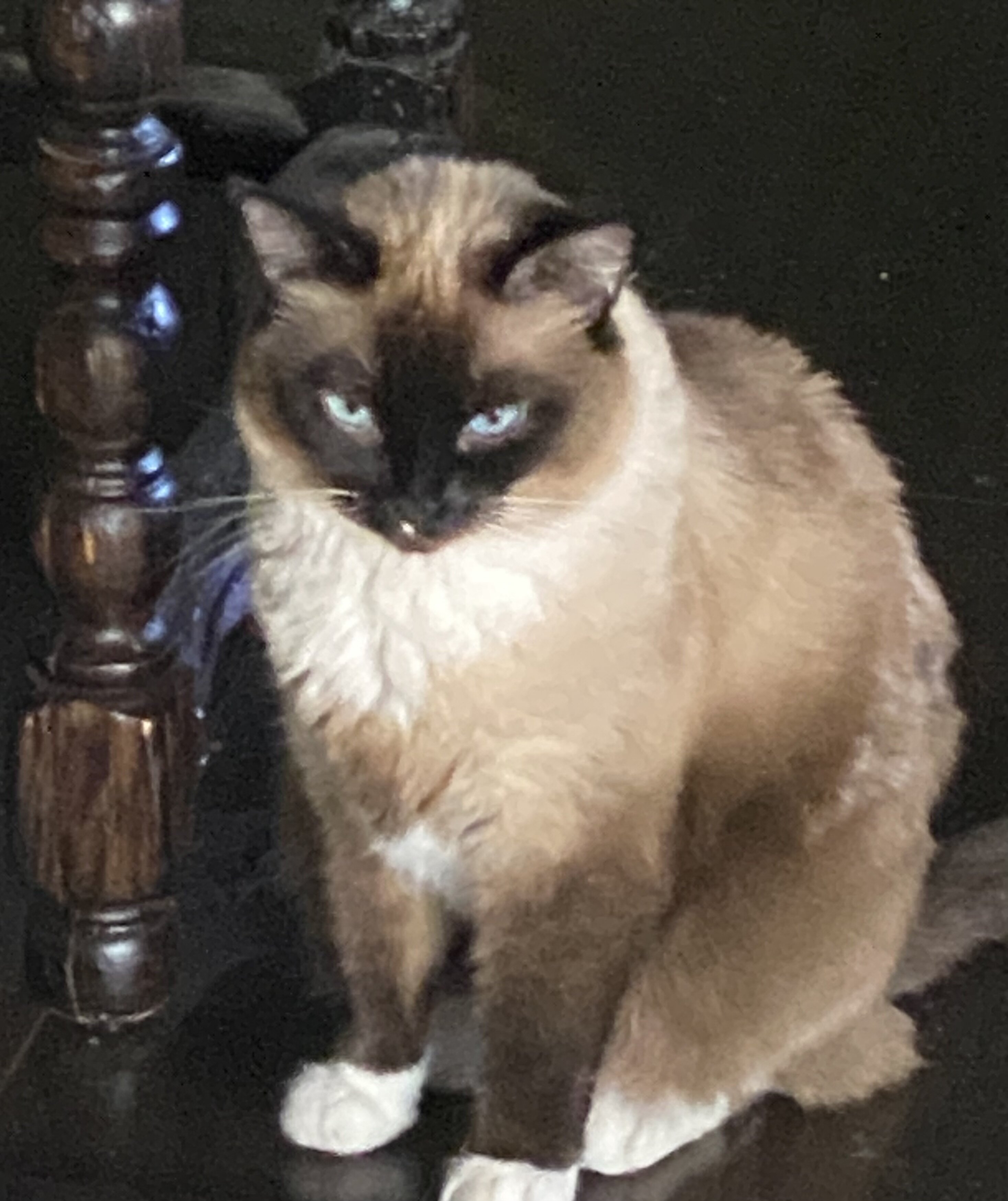 Siamese Cats #2 image 5