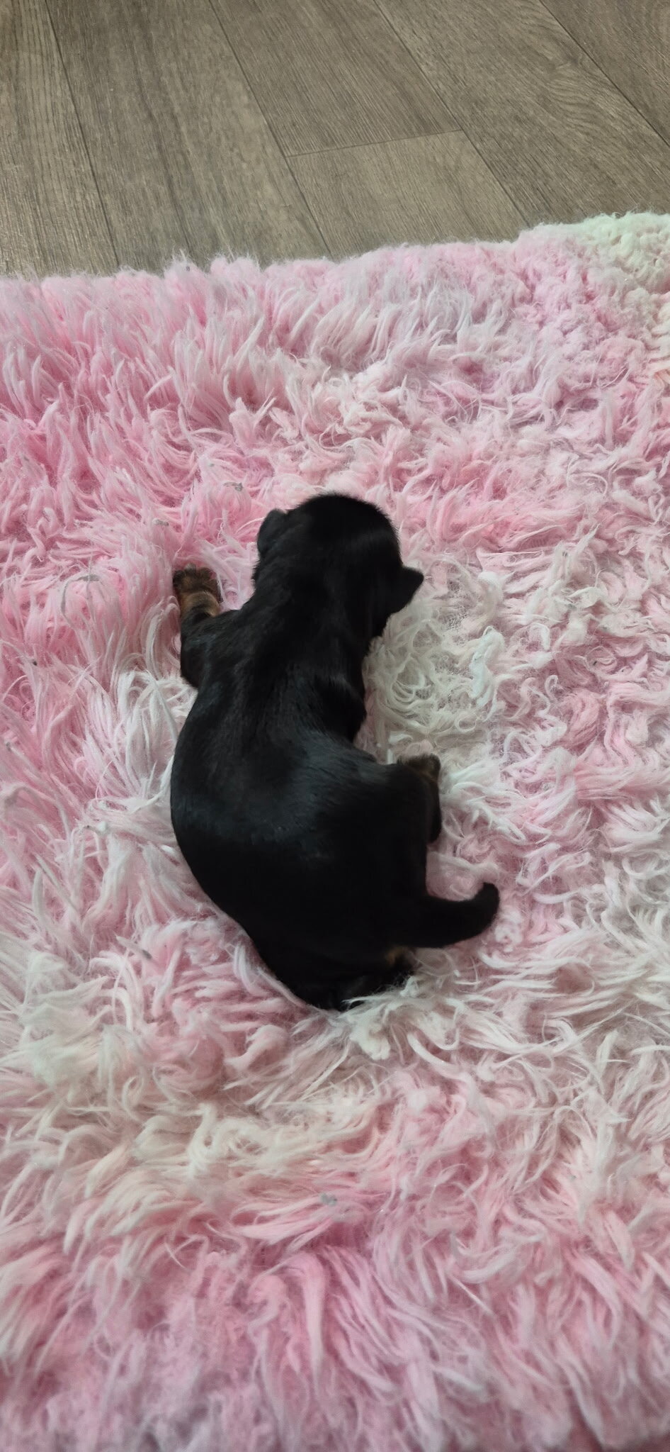 Yorkshire Terrier Puppies image 2