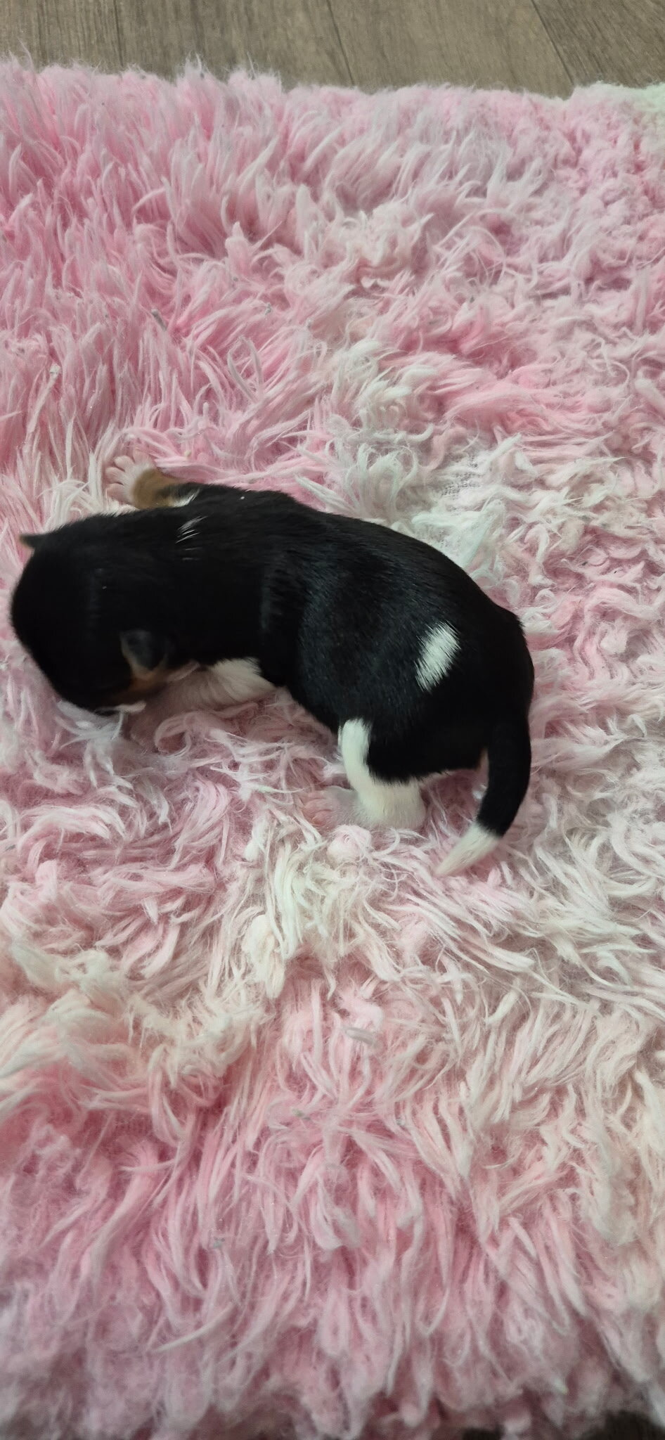 Yorkshire Terrier Puppies image 1