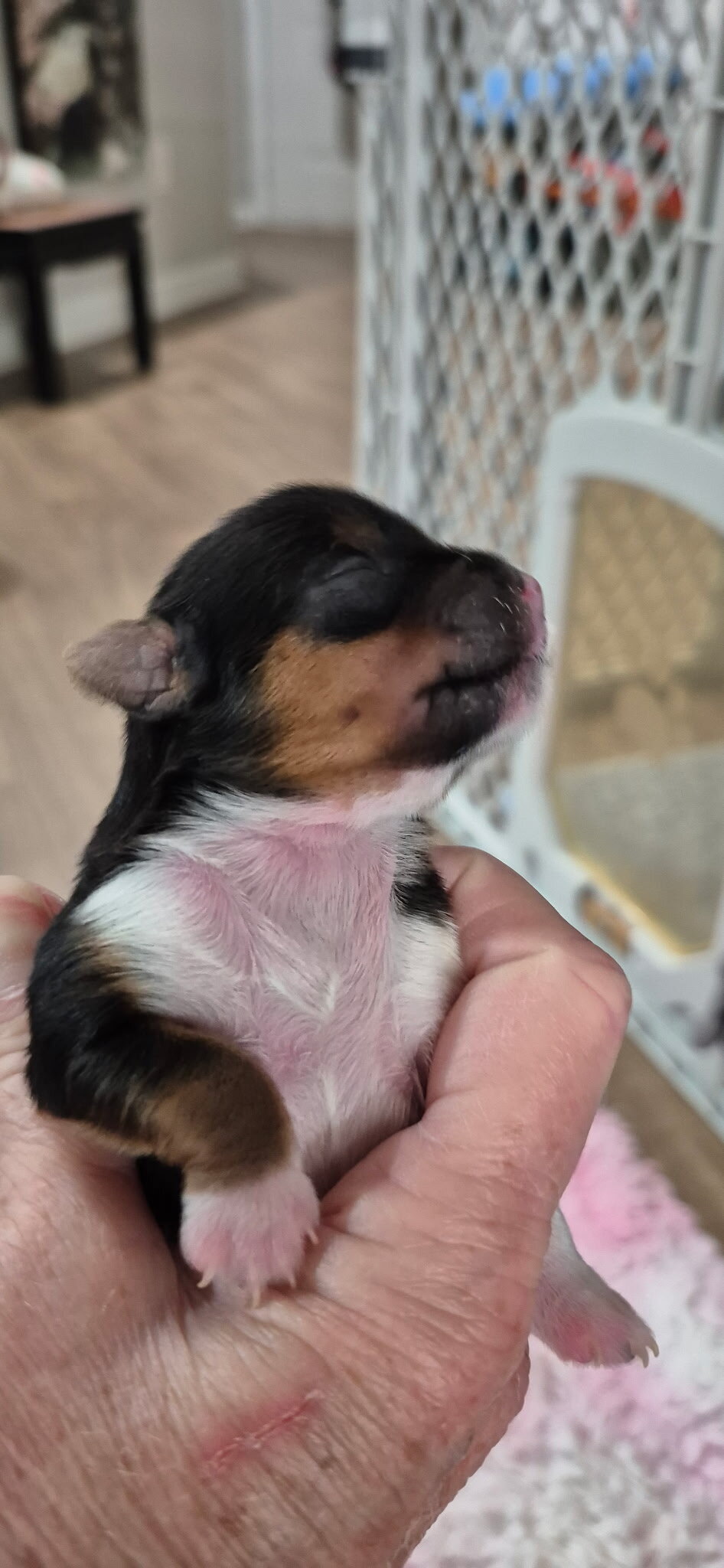 Yorkshire Terrier Puppies image 3